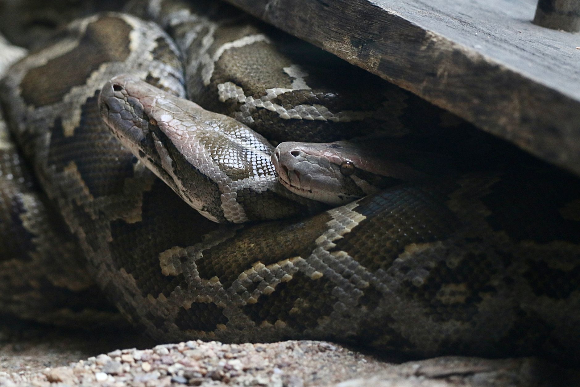 New eDNA Markers Unveil Elusive Burmese Pythons in Florida Waters