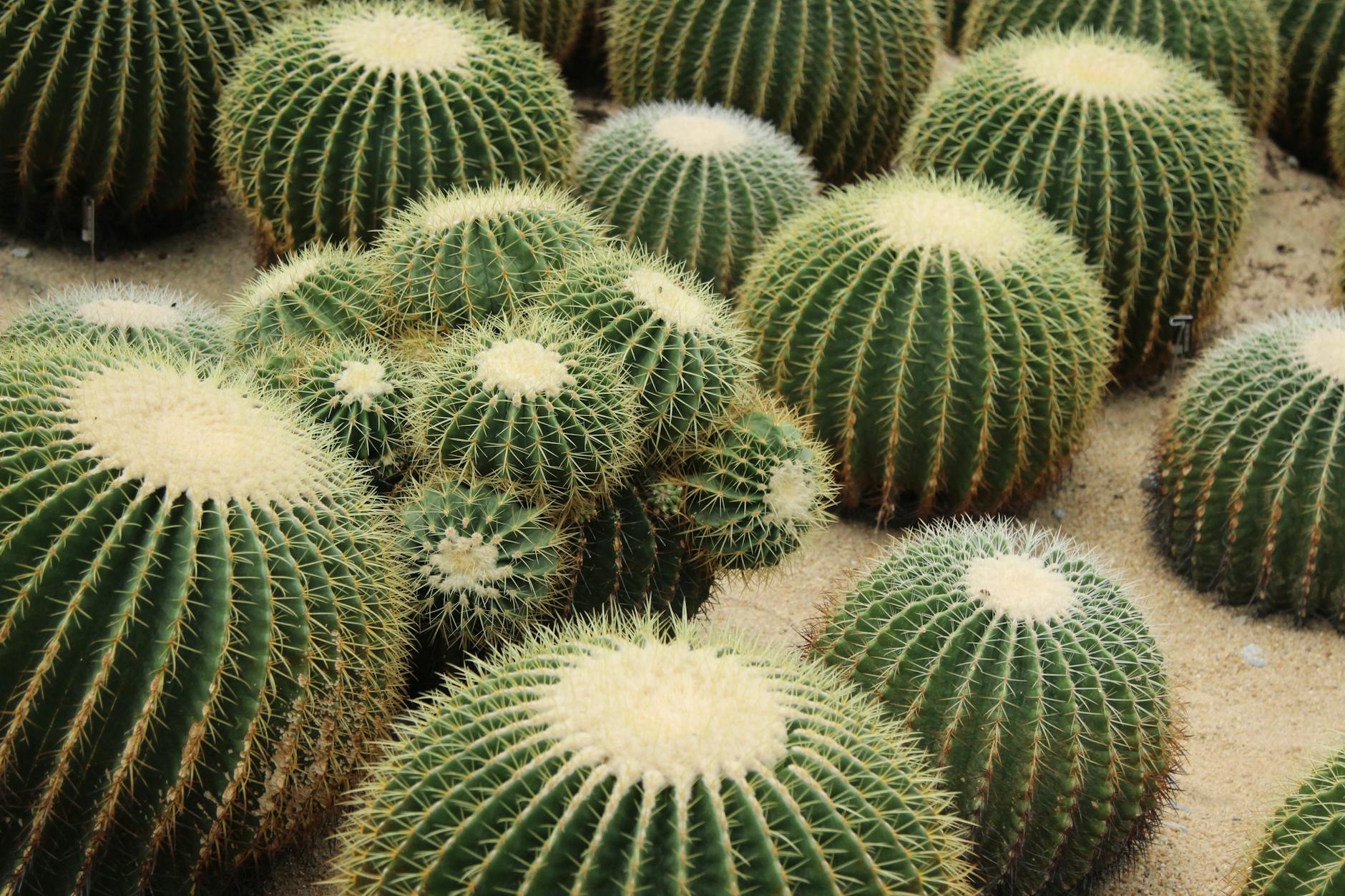 Cacti Defy Expectations with Rapid Evolutionary Pace