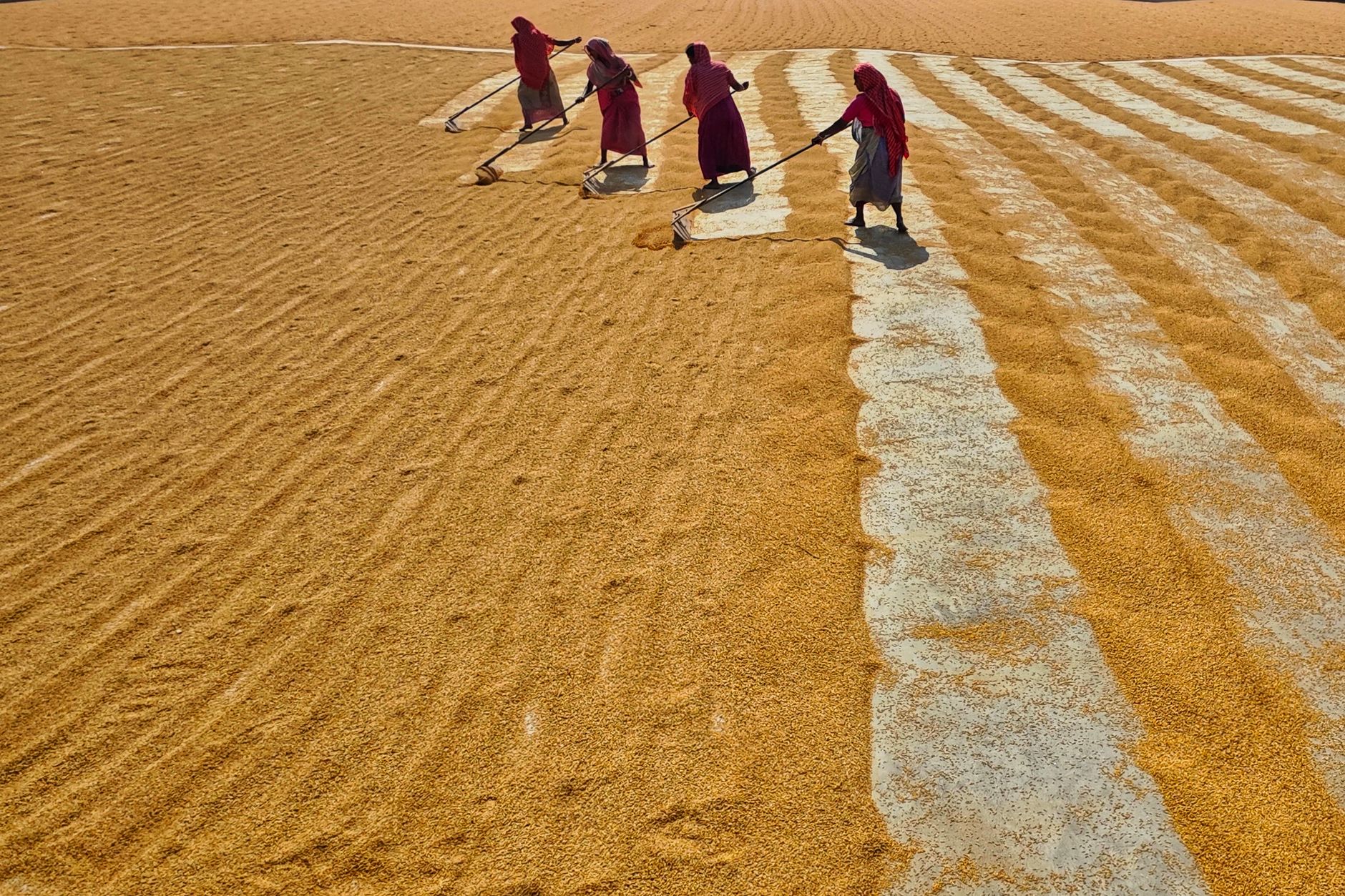 India's Agricultural Revolution: From Scarcity to Global Influence
