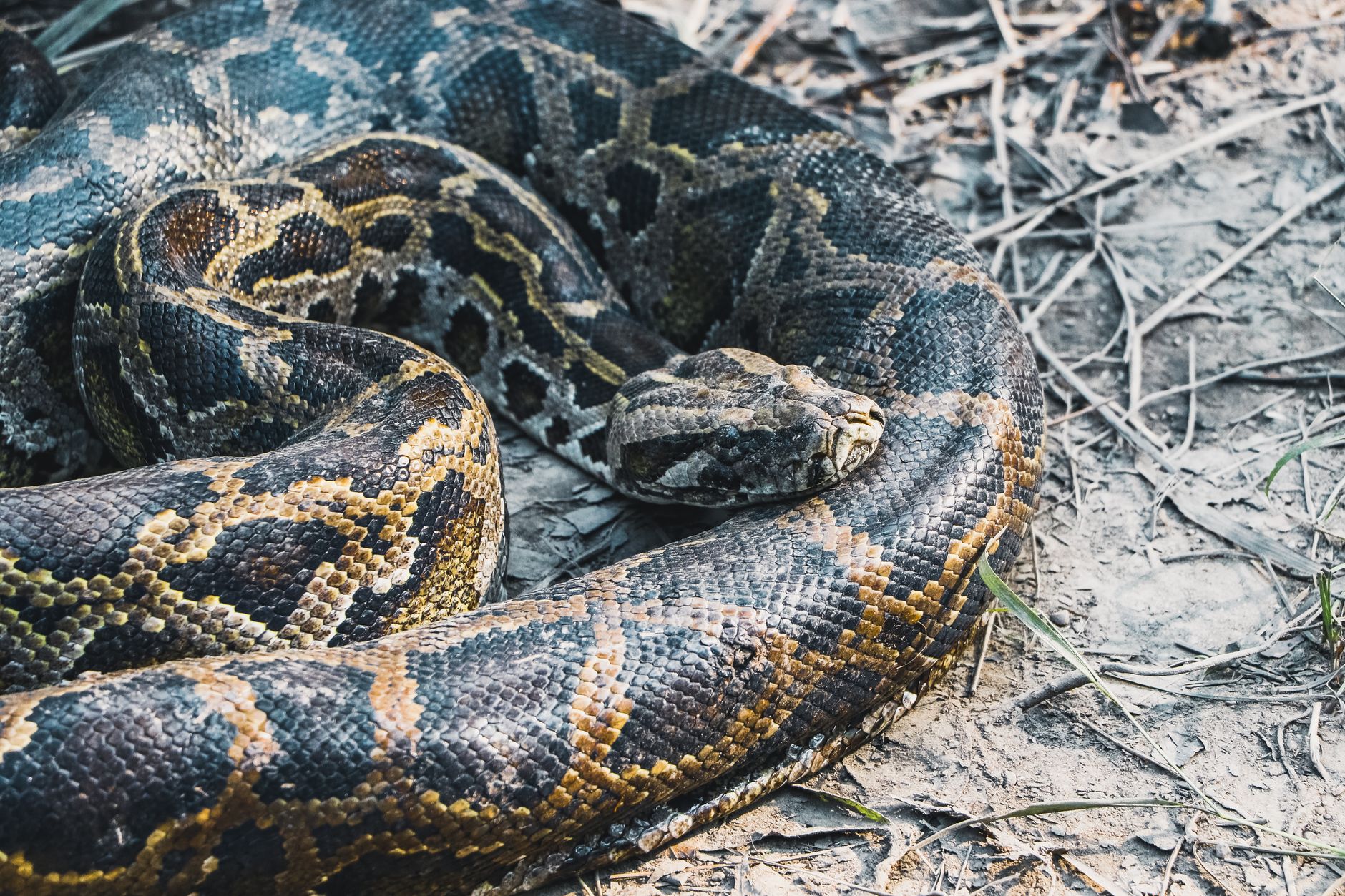 Florida's Robotic Rabbits: A High-Tech Solution to the Python Menace