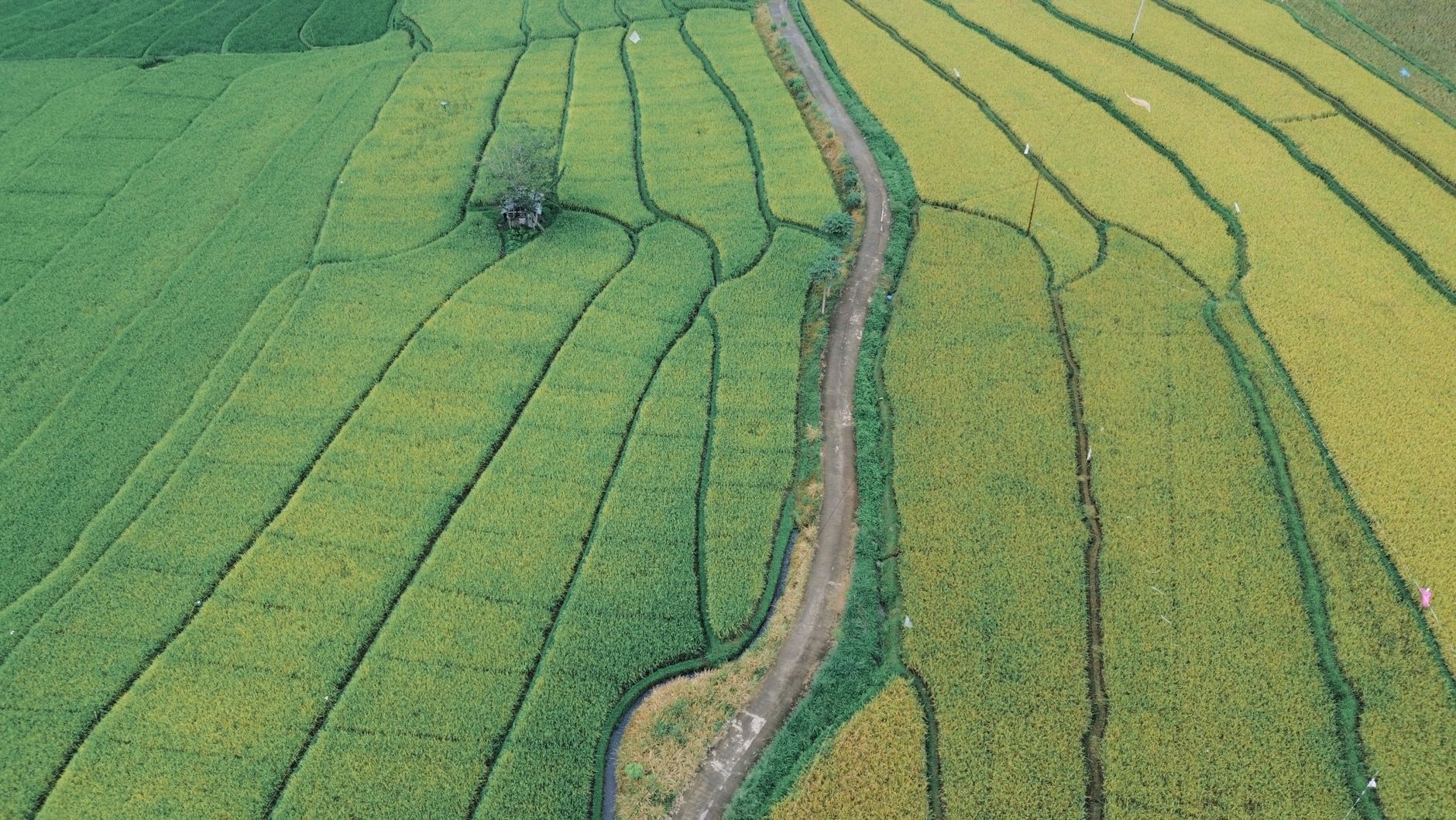 Rice Cultivation: A Global Staple Threatening Earth's Balance