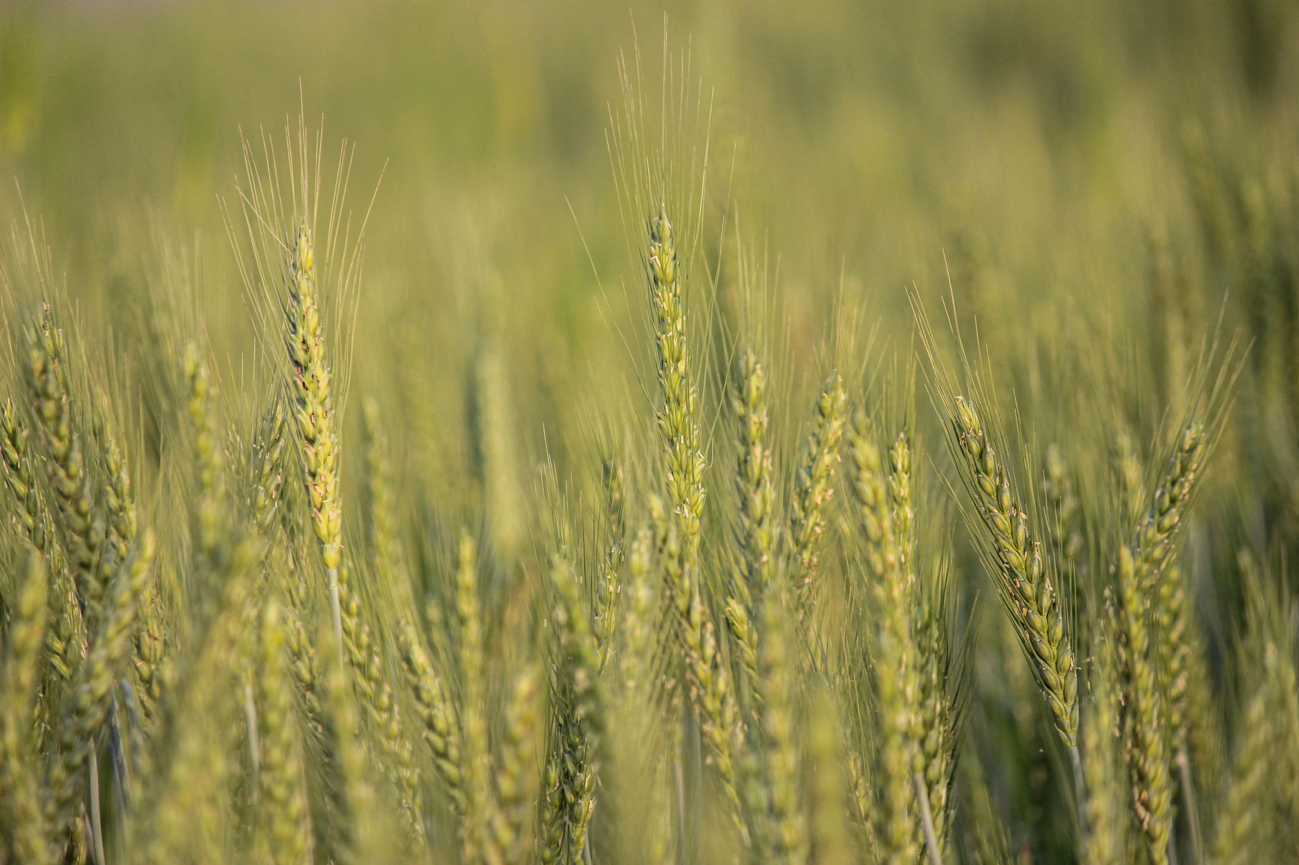 Biopolymer Breakthrough: Revolutionising Agriculture with Smart Seed Coatings