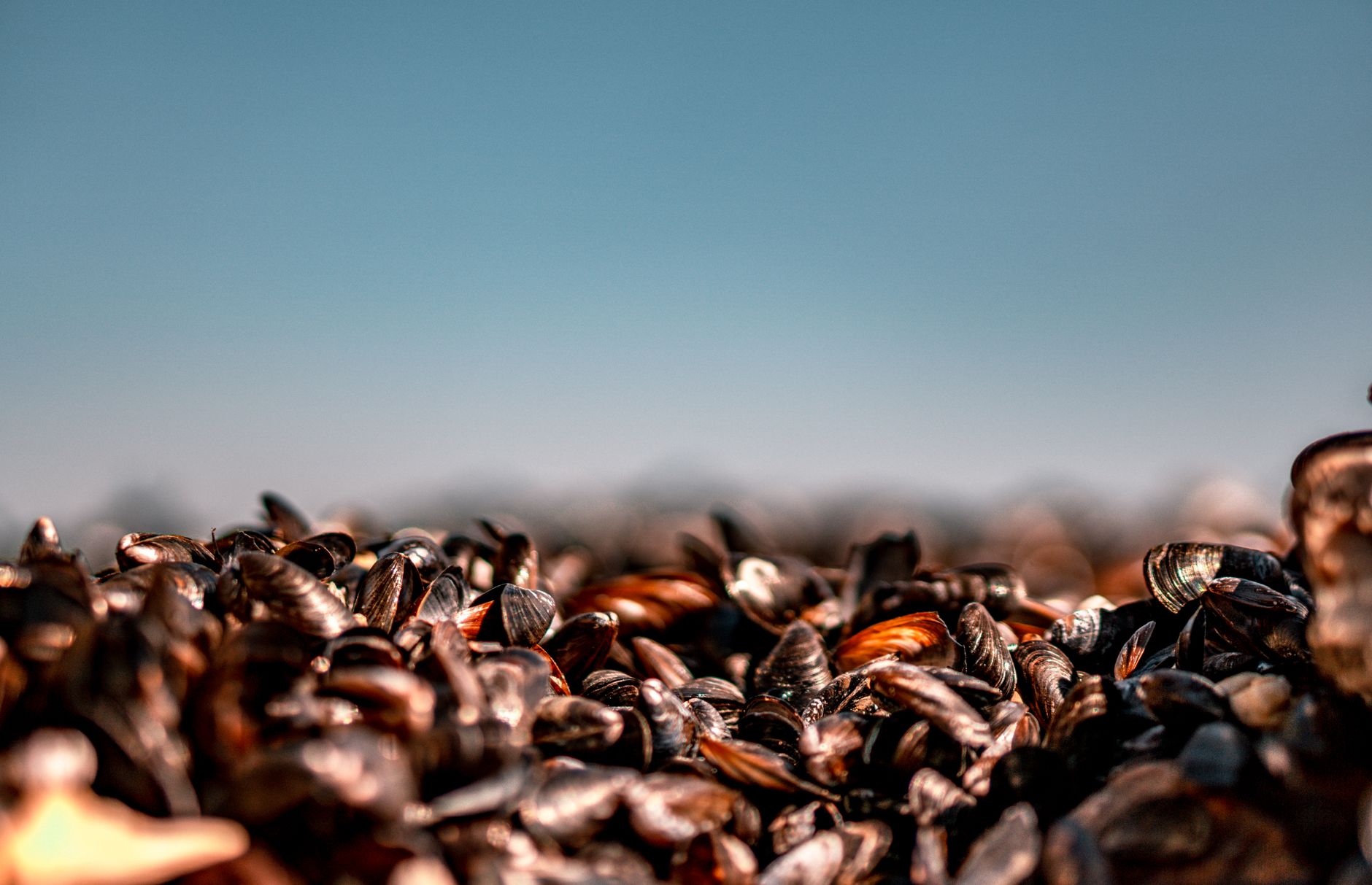 Michigan Scientists Battle Zebra Mussels with Innovative CO2 Treatment