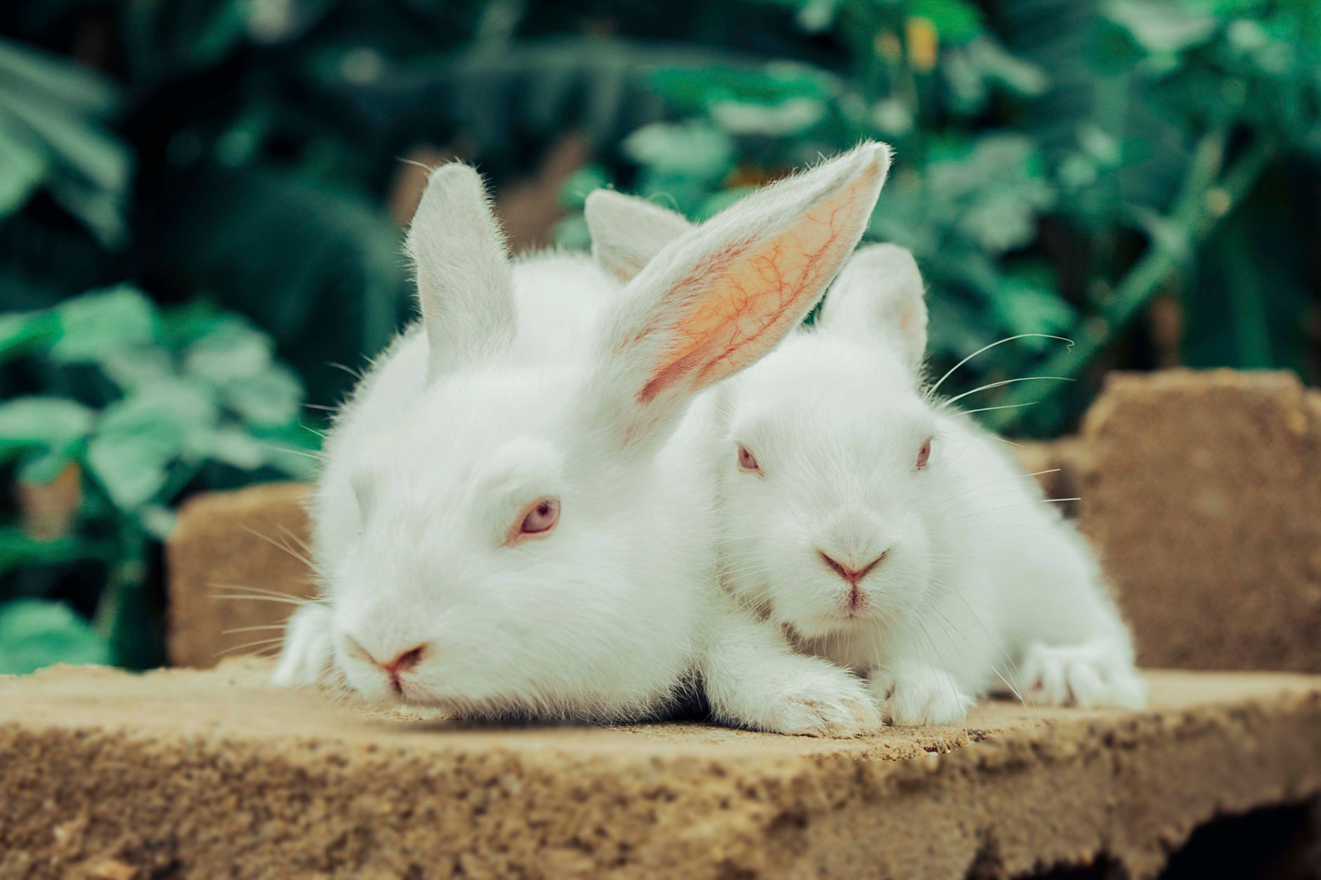 Unexpected Effects: Spirulina Nanoparticles and Rabbit Embryo Loss