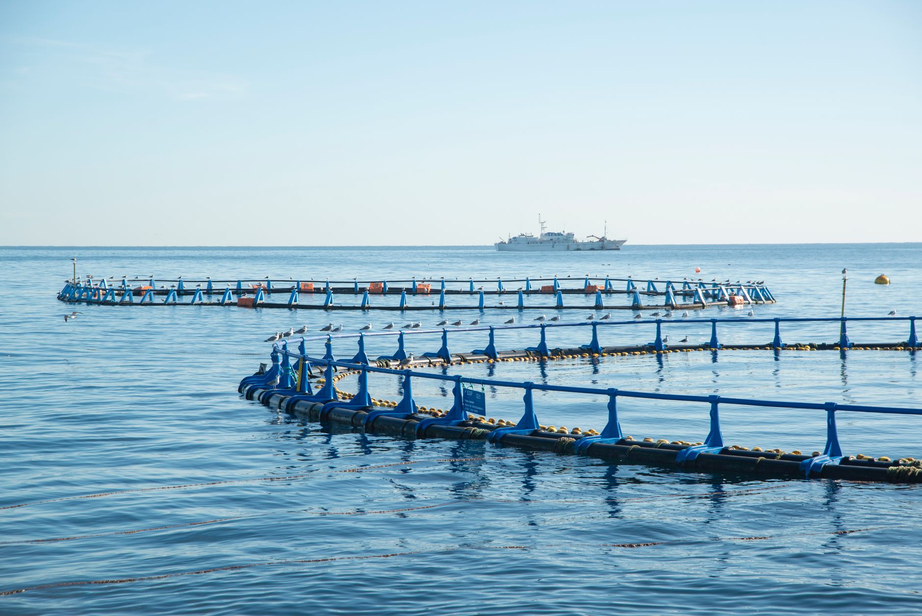 ICAR-CIBA's Deboning Technology Set to Transform Milkfish Market