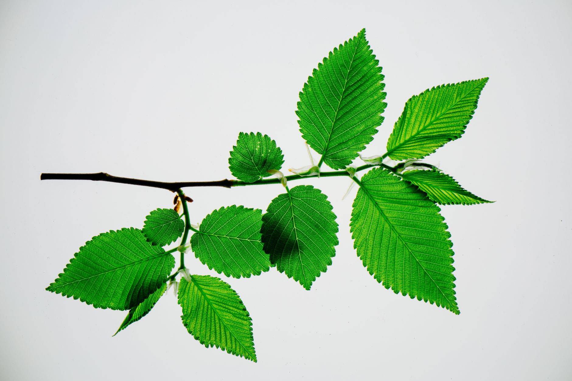 Revival of the American Elm: Science Harnesses the Past