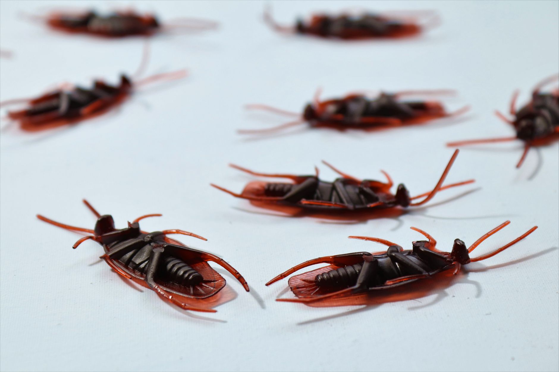 Luxury Hotel's Hygiene Under Scrutiny After Cockroach Incident