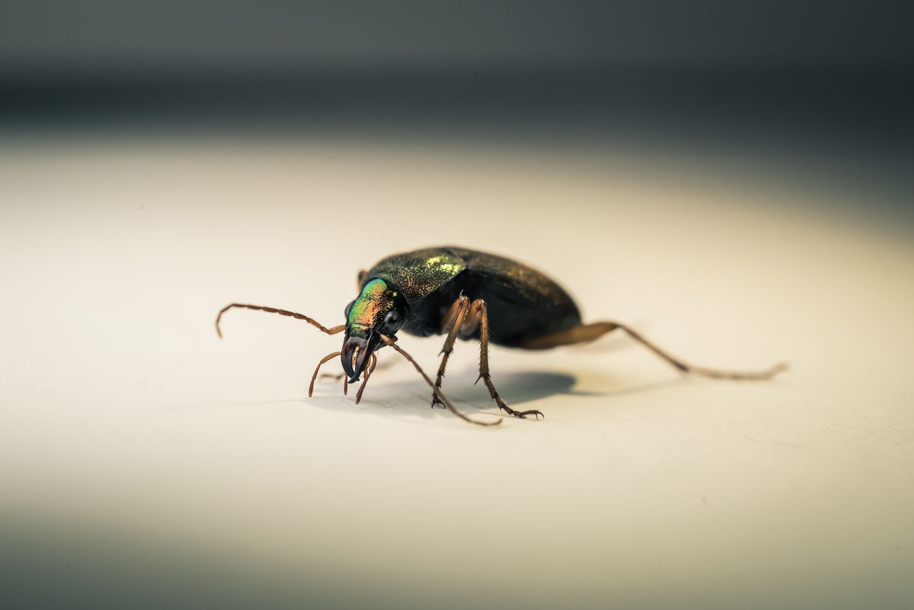 Meet the Elastic Beetles Named After a Manga Hero