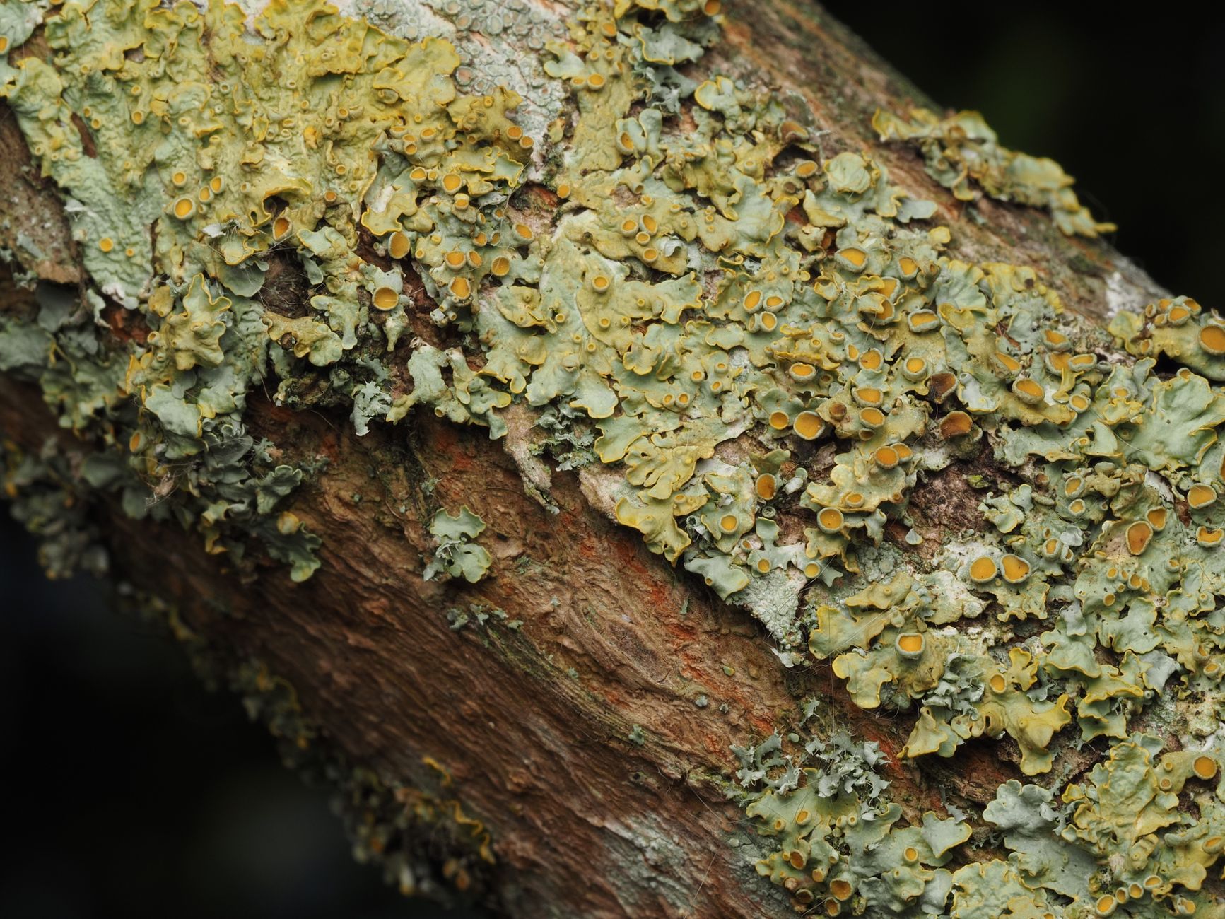 New Lichen Species in India Offer Clues to Environmental Health
