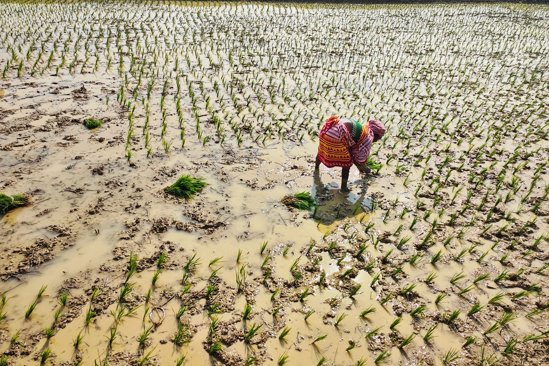 India Faces Inflation Woes as Uneven Monsoon Threatens Crops
