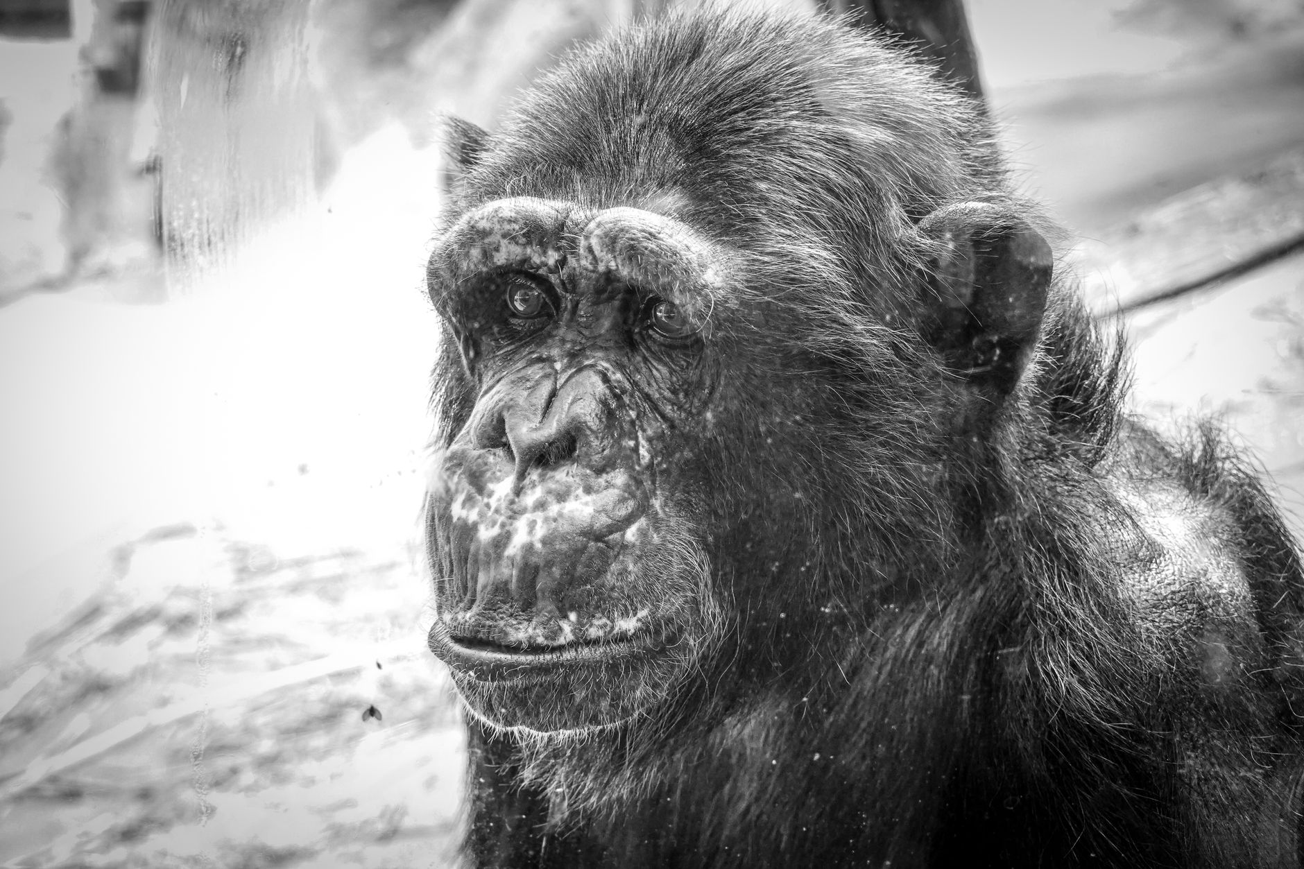 Liberia Sanctuary Offers New Lease on Life for Former Lab Chimps