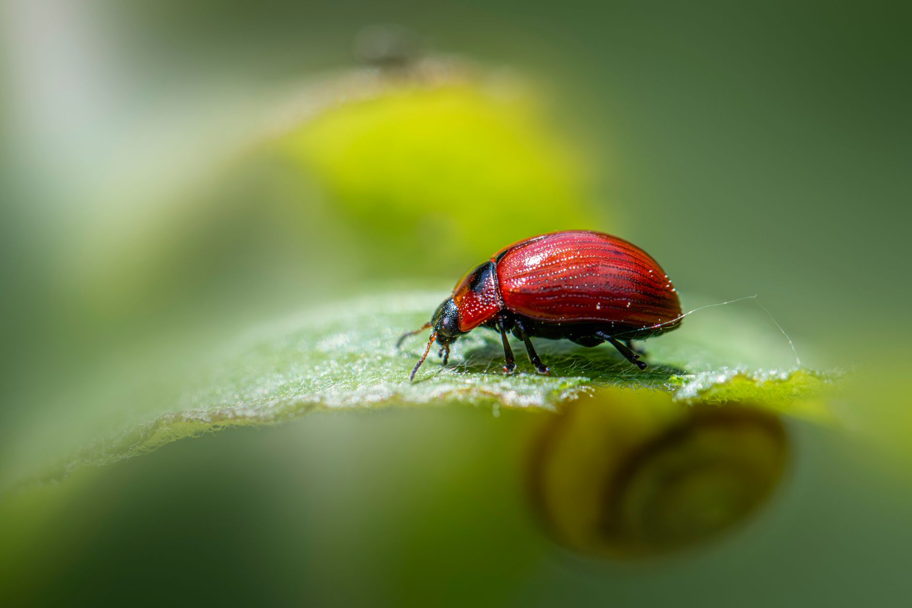 Celebrating the Unsung Heroes: Nominate Your Invertebrate of the Year