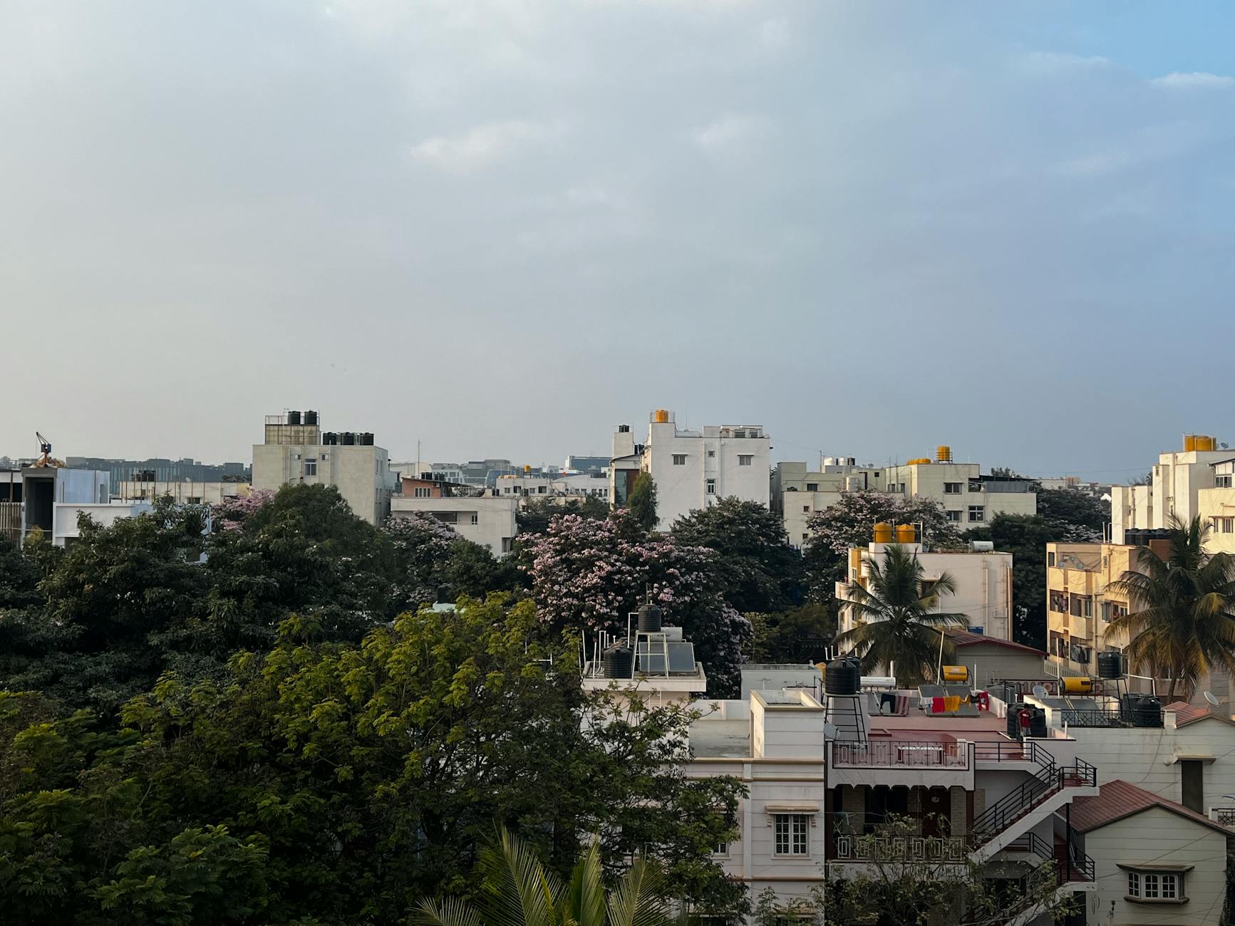 Bengaluru Poised for a Scientific Approach to Tree Management