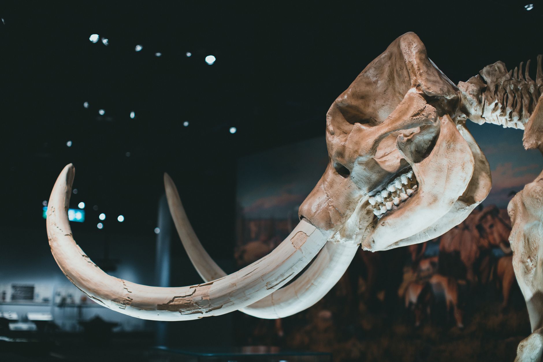 Scientists Turn to AI in Bid to Revive the Woolly Mammoth