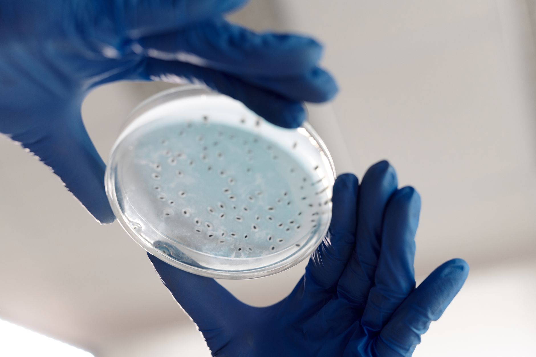 Chinese Scientists Pioneer Semi-Cloning in Zebrafish