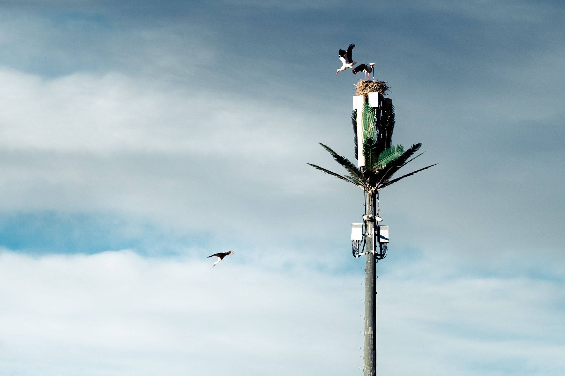 When Nature Adapts: Birds Nesting with Military Fibre-optics