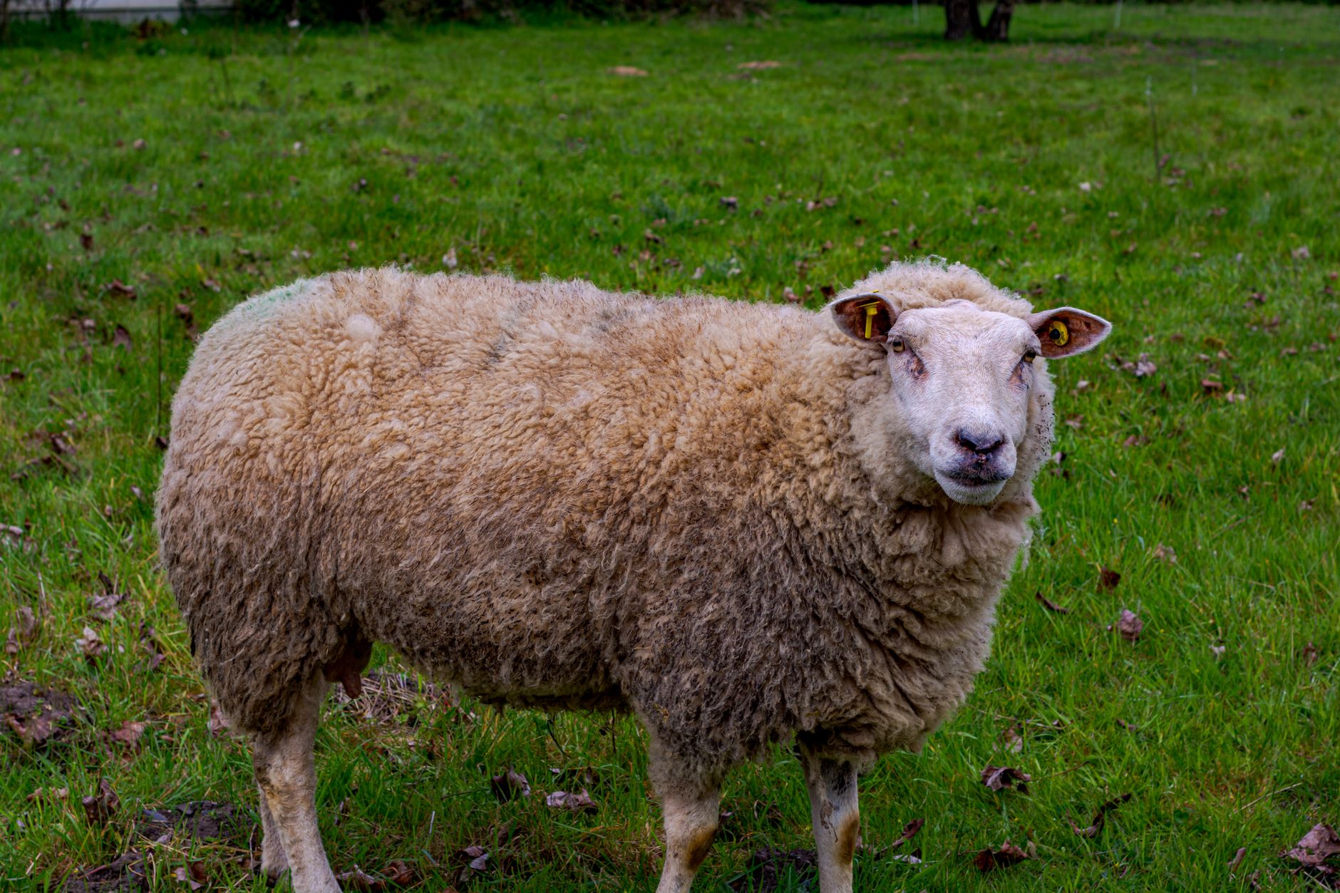 Three Decades After Dolly: The Reality of Cloning Today