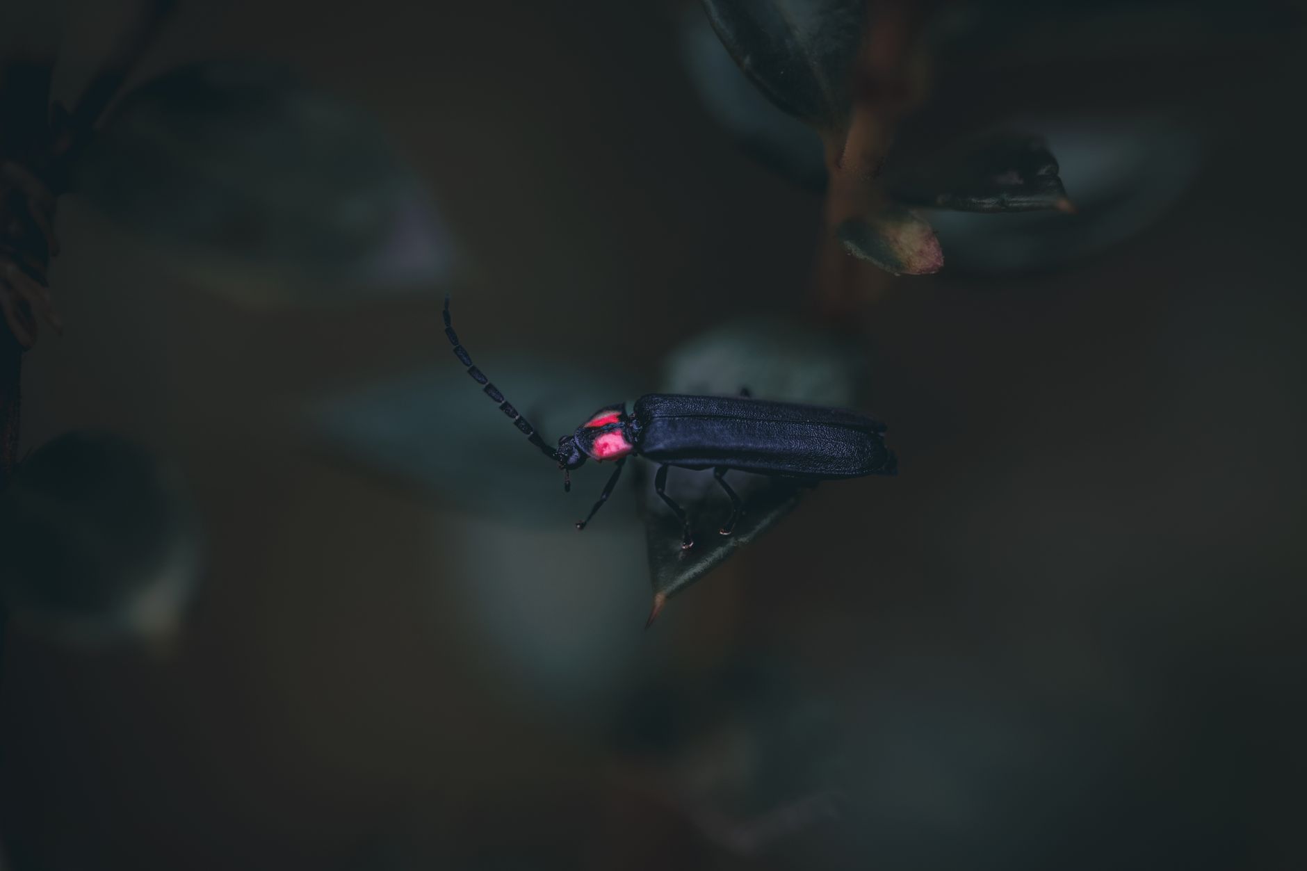 Re-evaluation of Firefly Light Could Illuminate Scientific Understanding