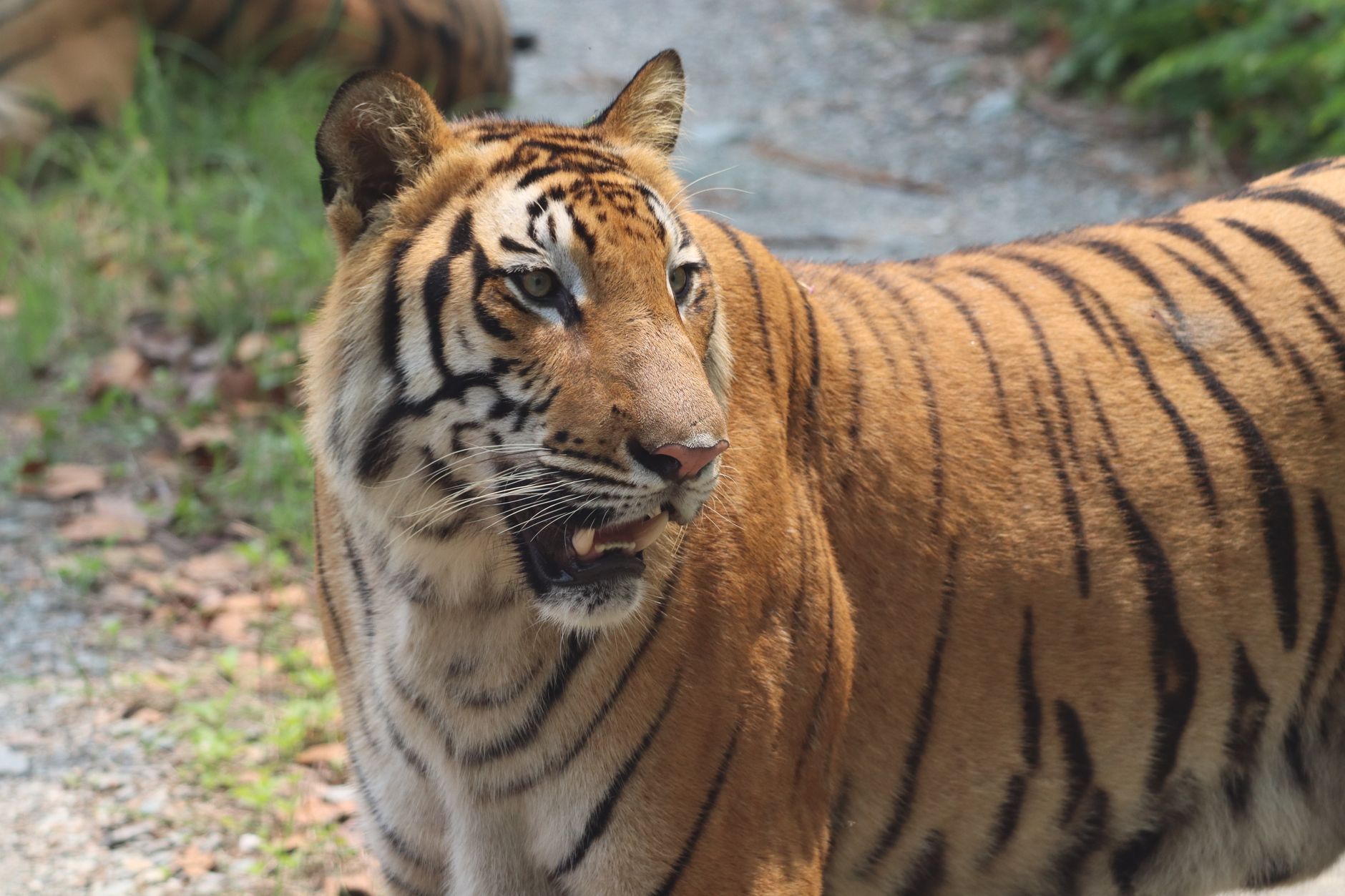 West Bengal's Tigers May Roar Again: A Bold Conservation Plan