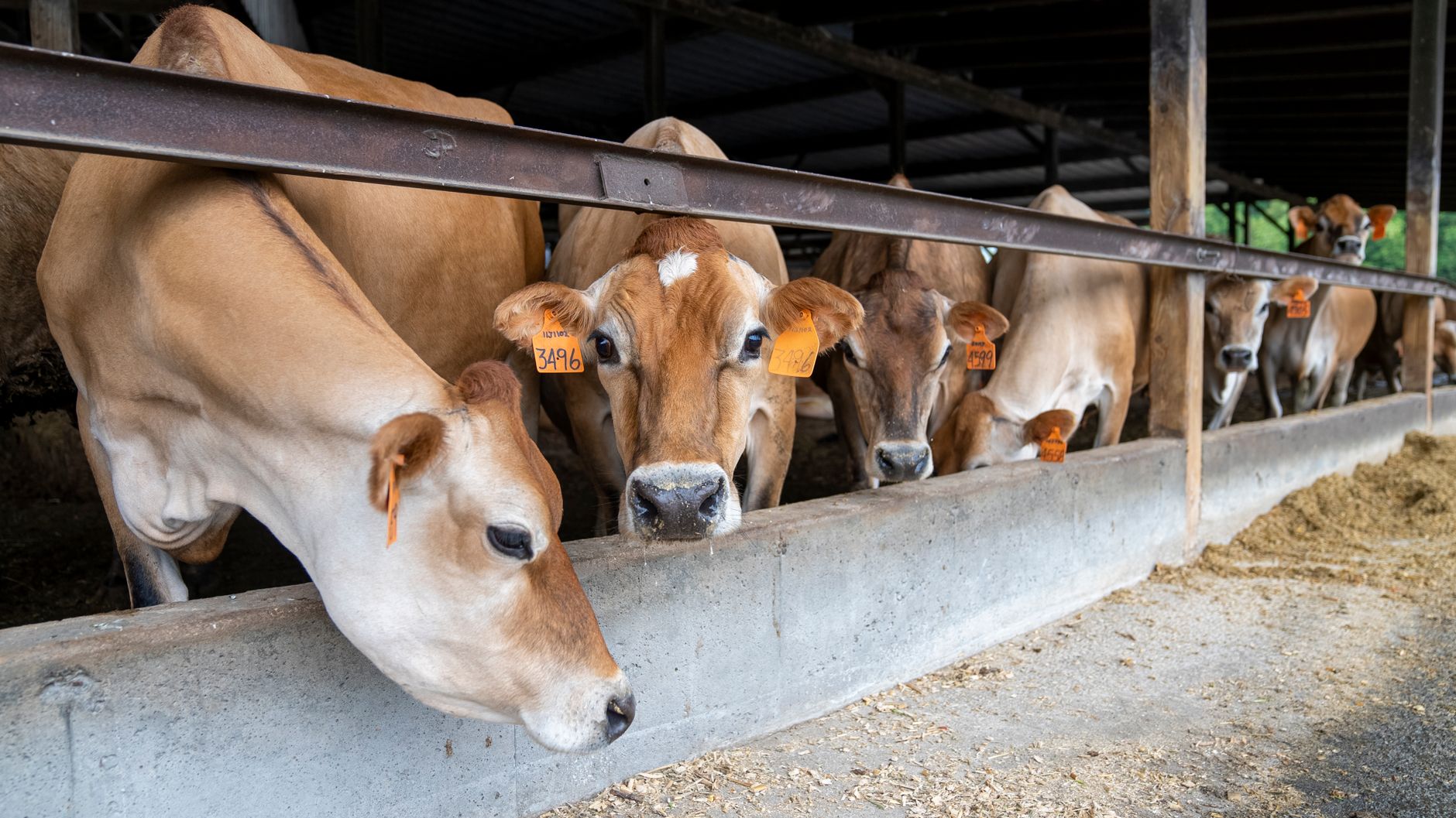 Dodla Dairy's Milky Struggles Amid Rising Costs