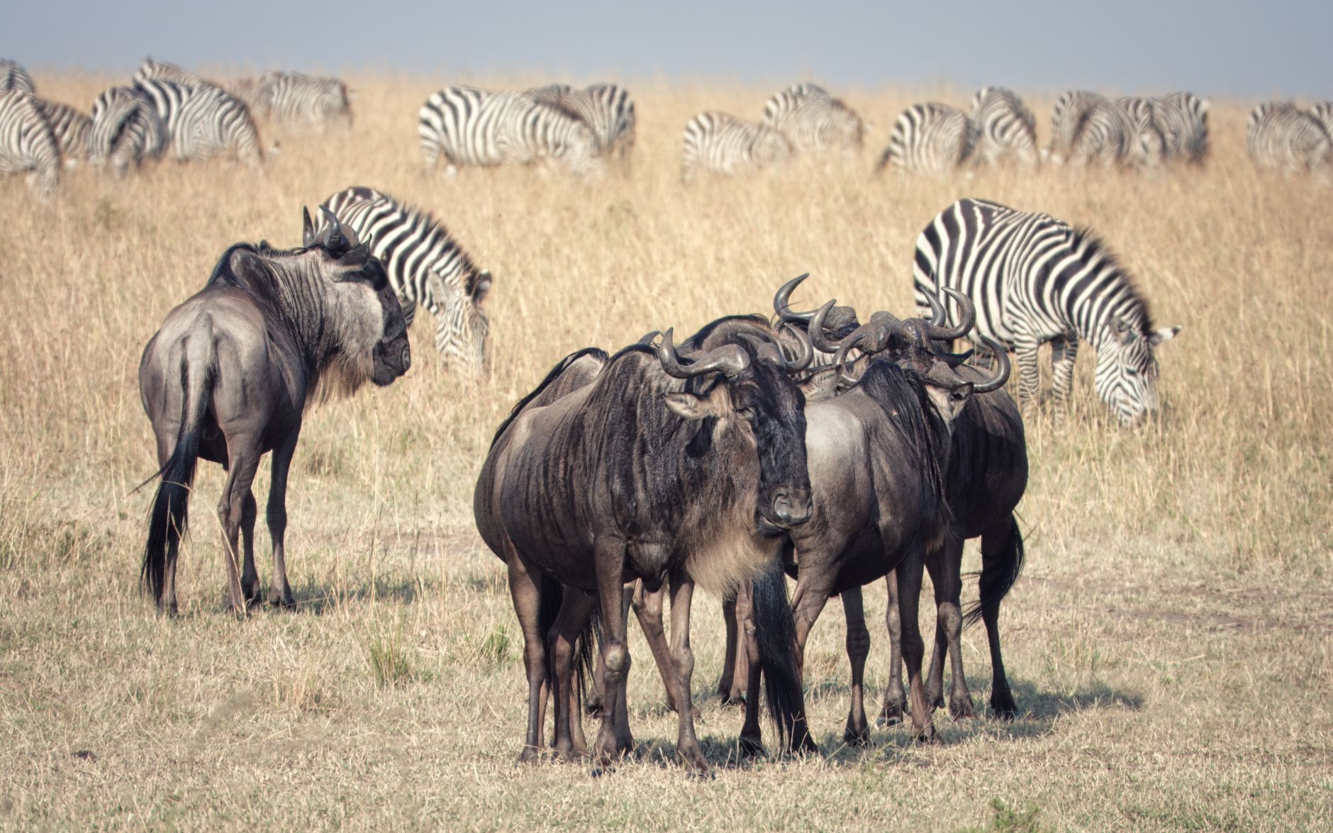 Kenya Secures $160 Million to Safeguard Wildlife