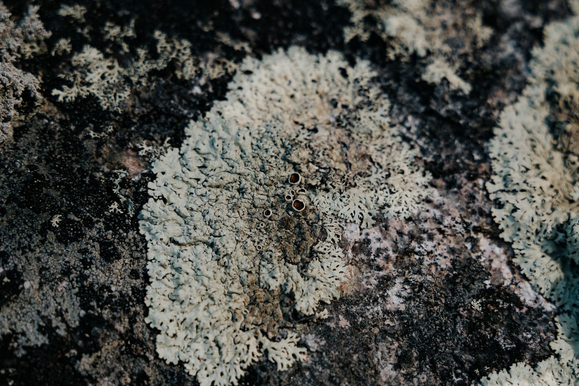 Nine New Lichen Species Found: Nature's Pollutant Sentinels