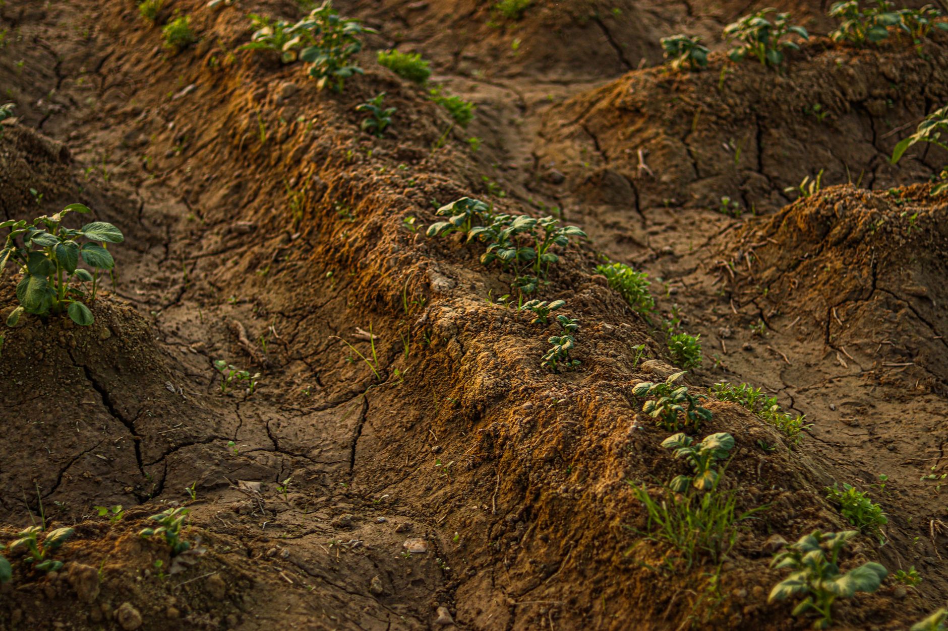 Citizen Scientists Bury Underpants to Unearth Soil Secrets