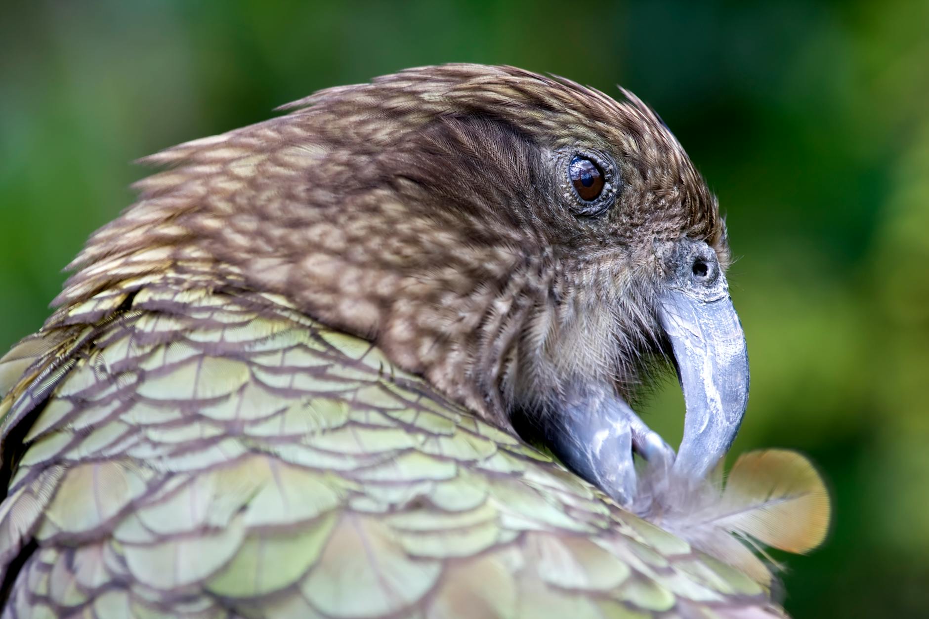 Reviving the Moa: The Bold Science of Resurrection