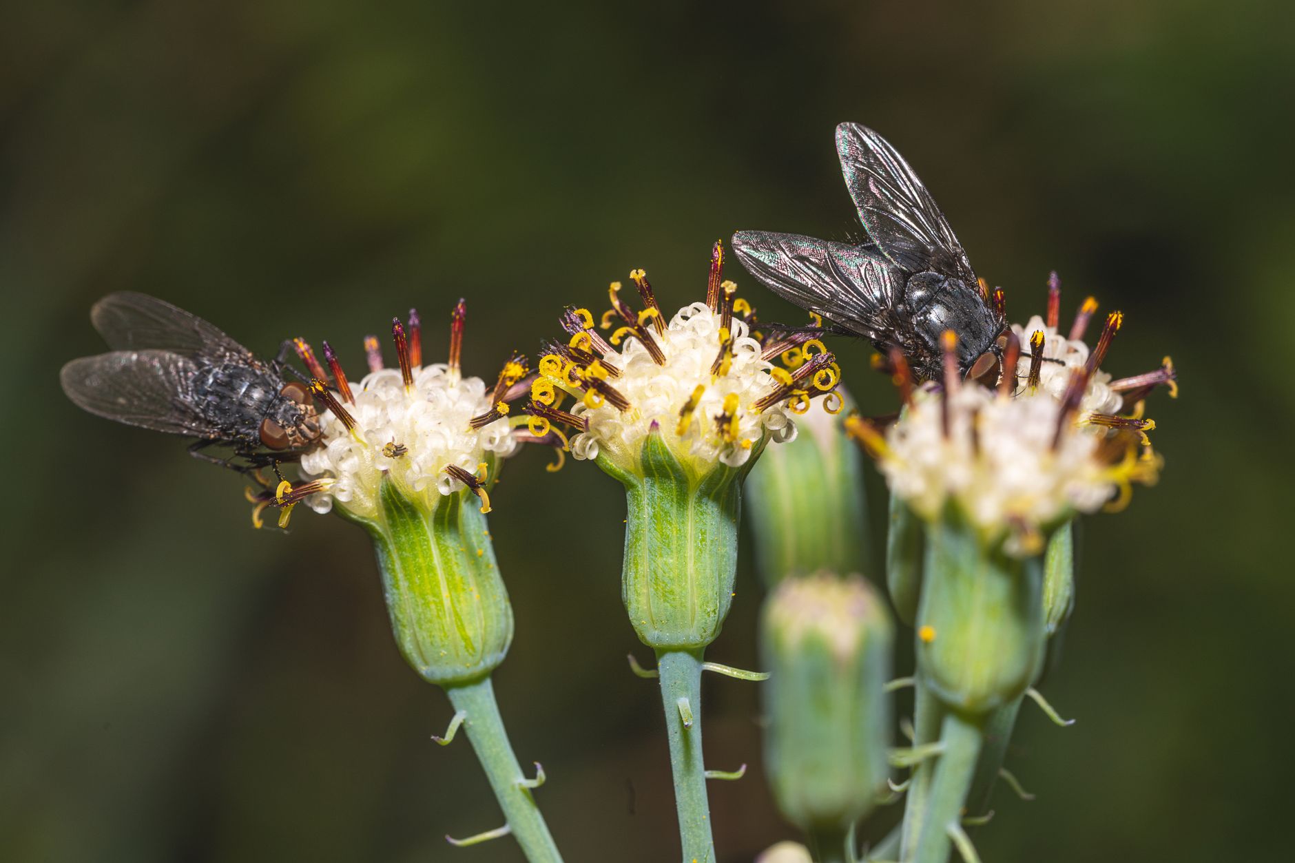 The Unseen Virtues of Flies: Nature's Misunderstood Allies