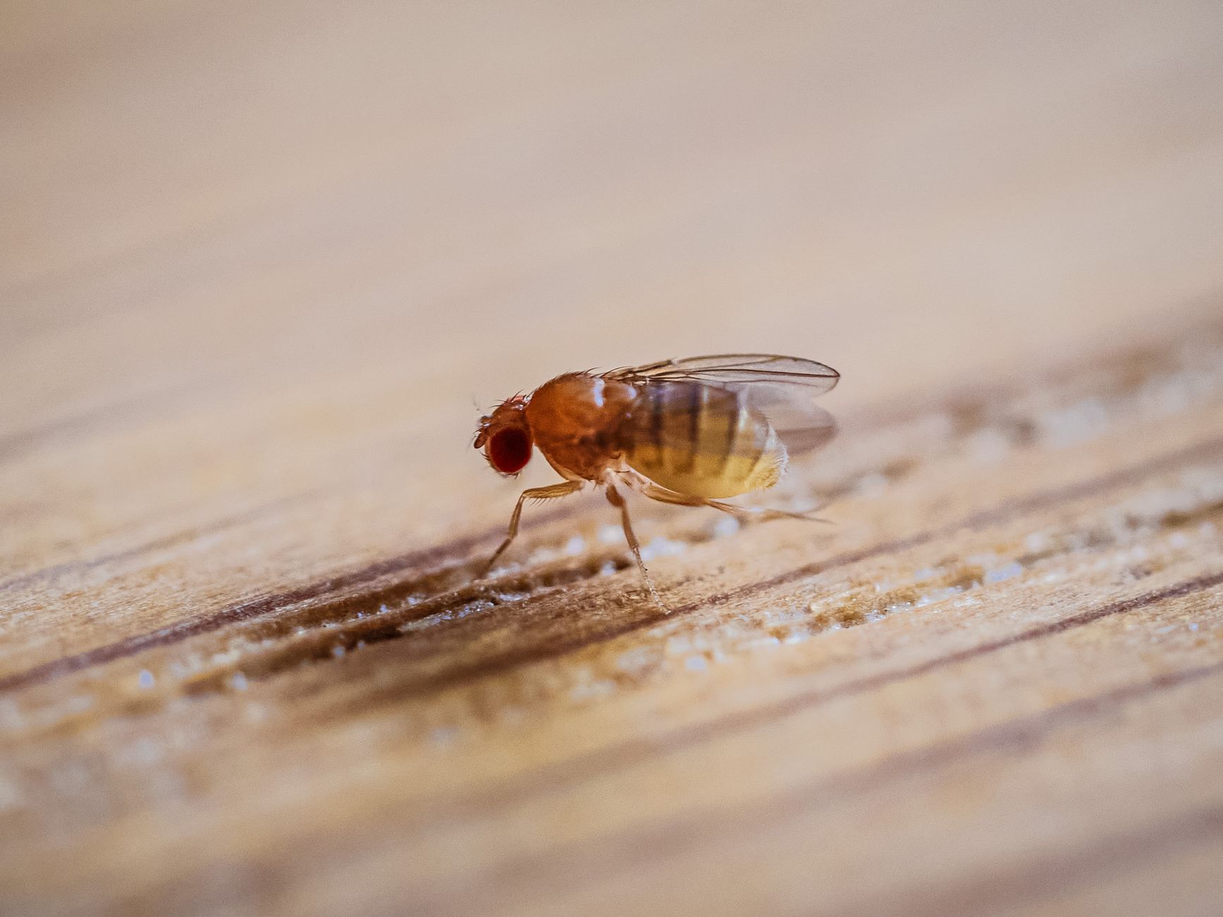 The Astonishing Size of Fruit Fly Sperm Unveiled