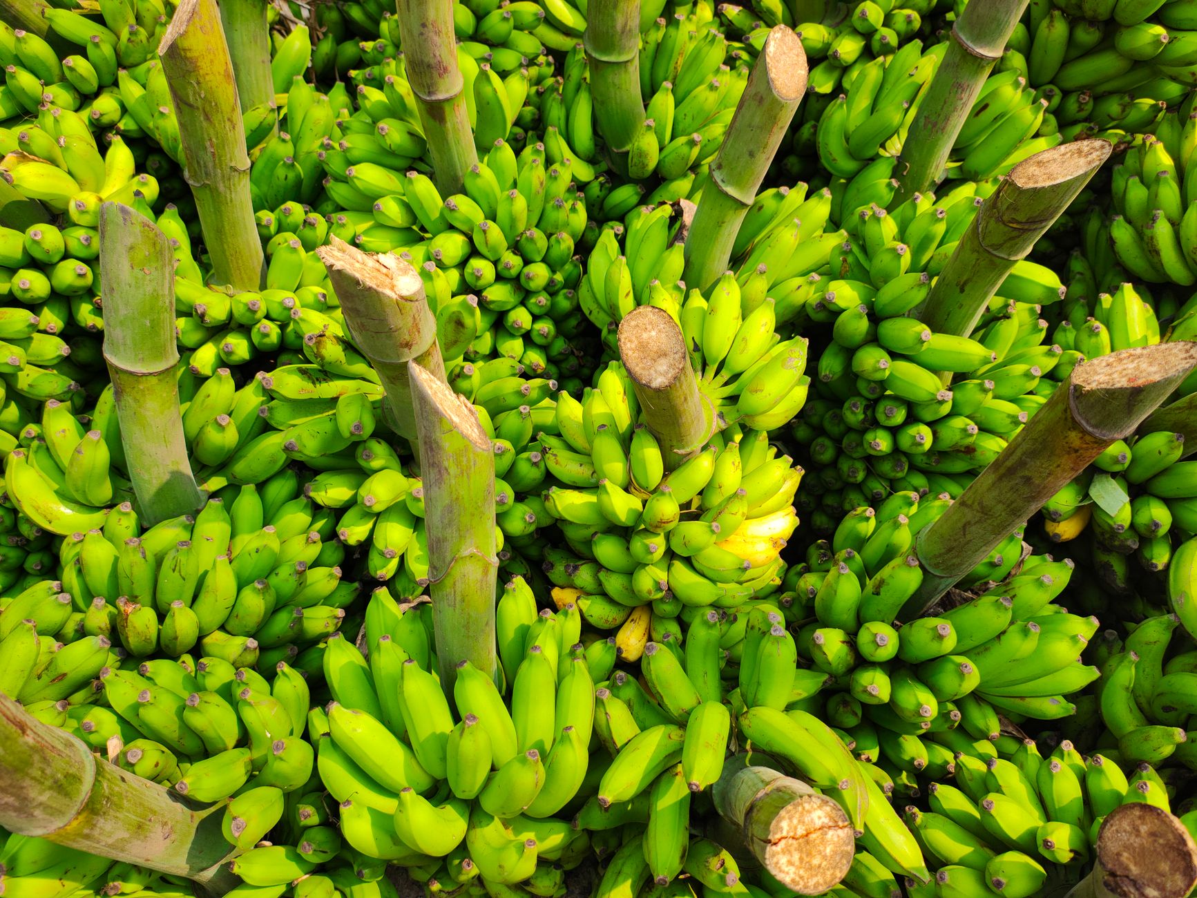 Decoding the Ancestry: Scientists Unveil Banana Genome Secrets
