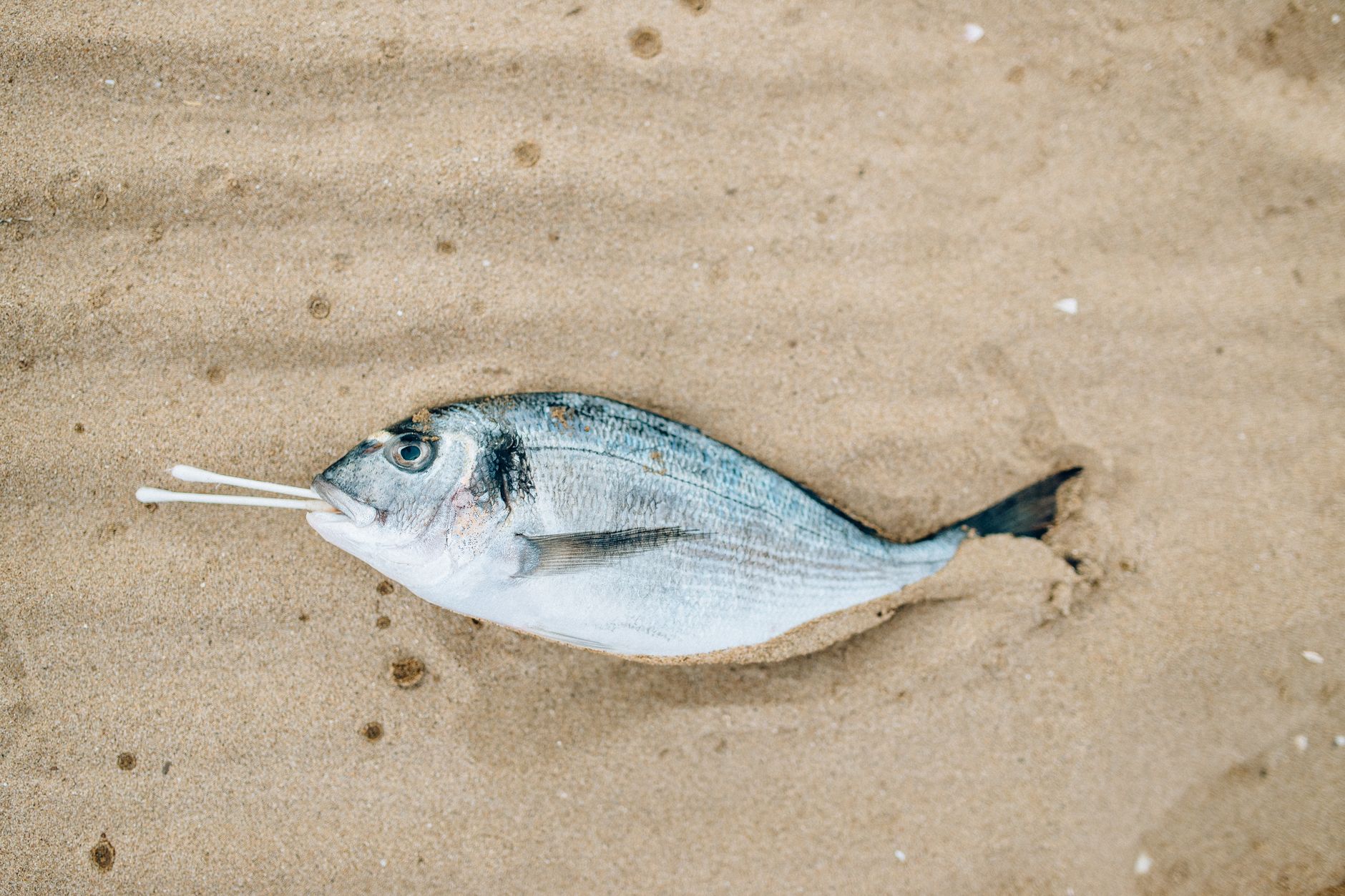 Unseen Crisis: Expanding Dead Zones Beneath the Baltic Sea