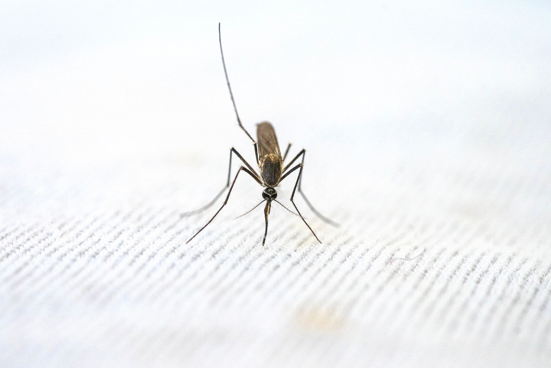 Why Some People Are Irresistible to Mosquitoes