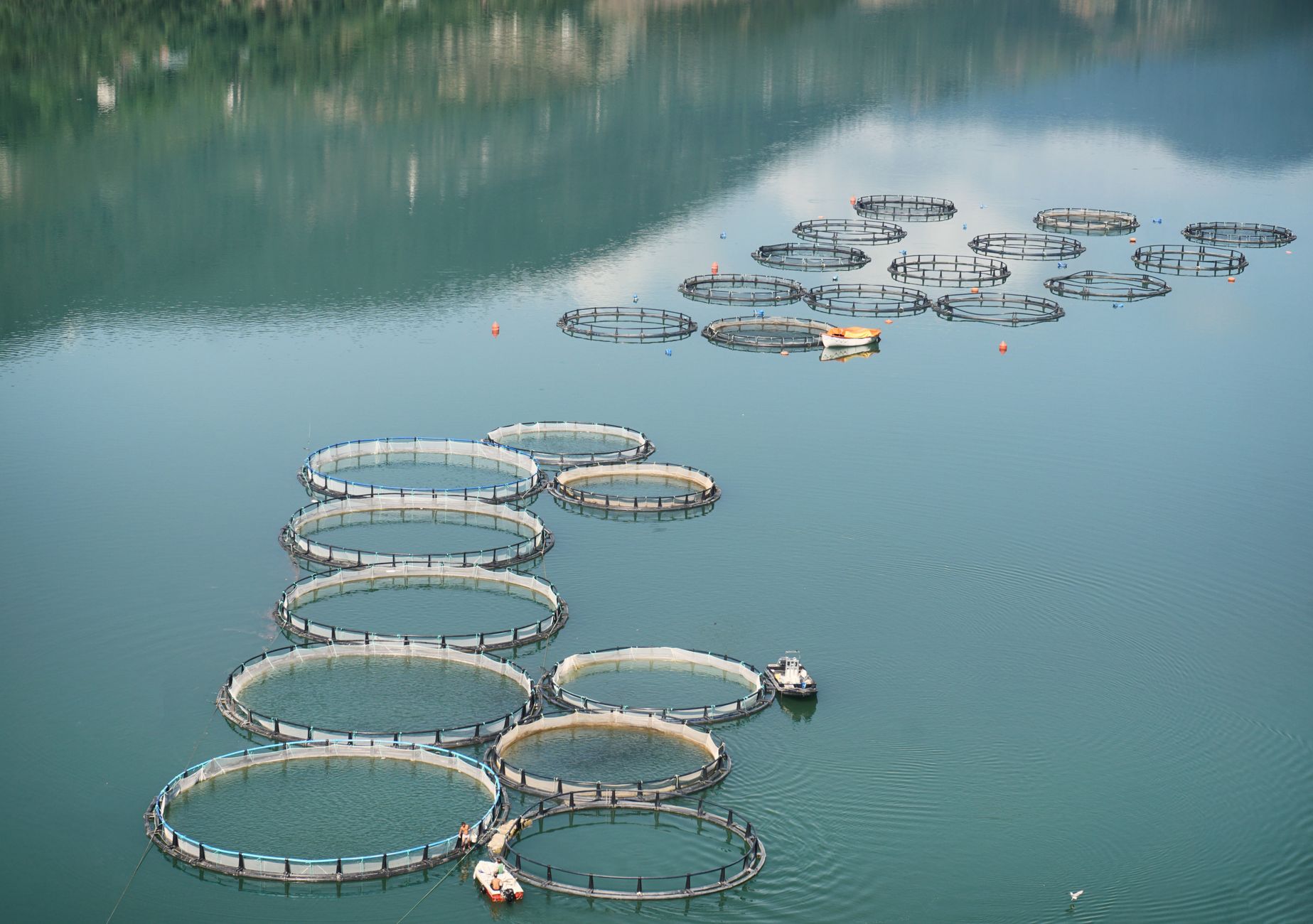 The Controversial Cull: Sea Lampreys and the Great Lakes Dilemma