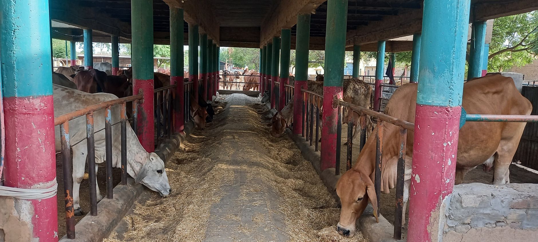 Dairy Sector Probe Unveils Alarming Animal Welfare and Health Risks