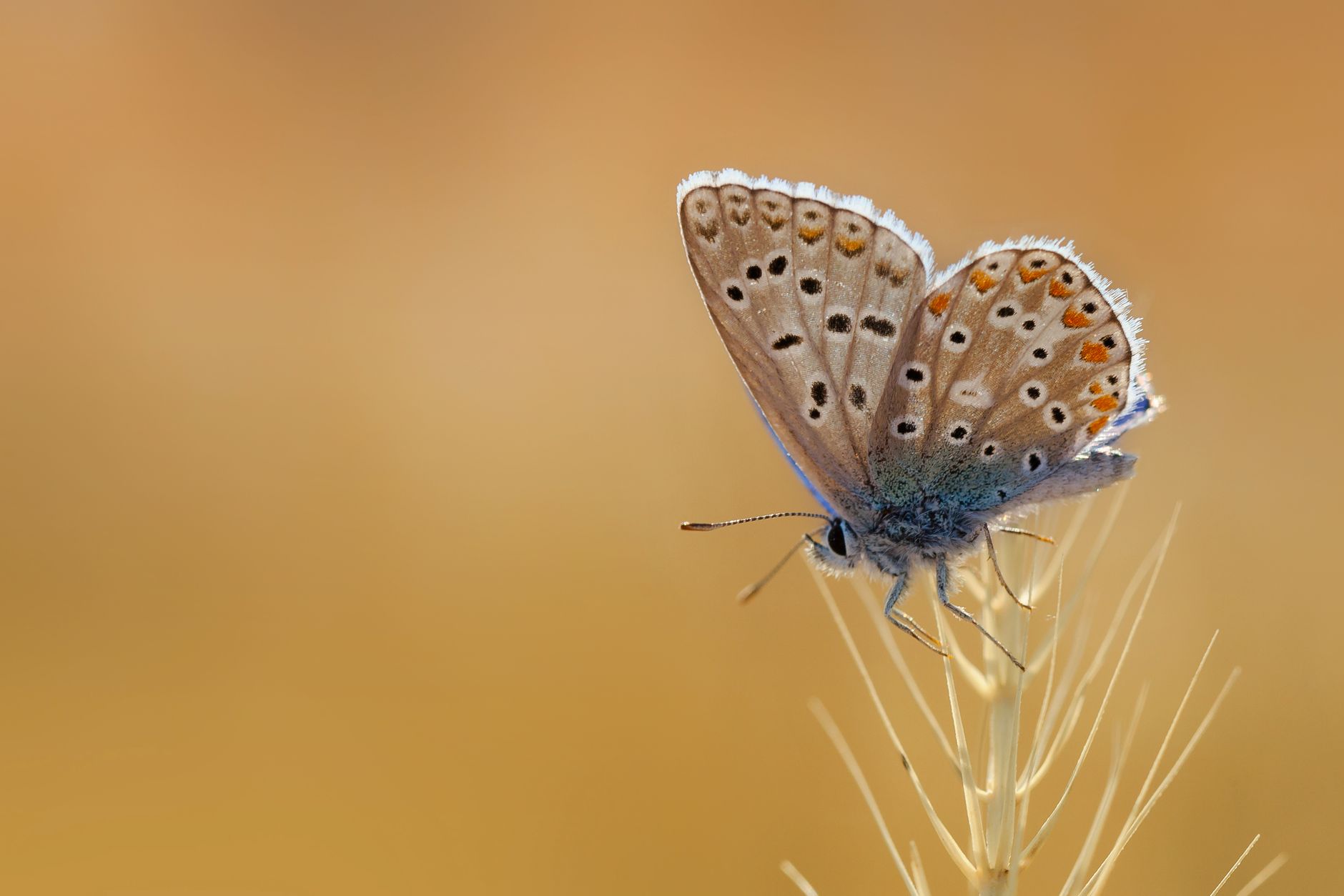 Butterflies on the Move: A Global Environmental Alarm