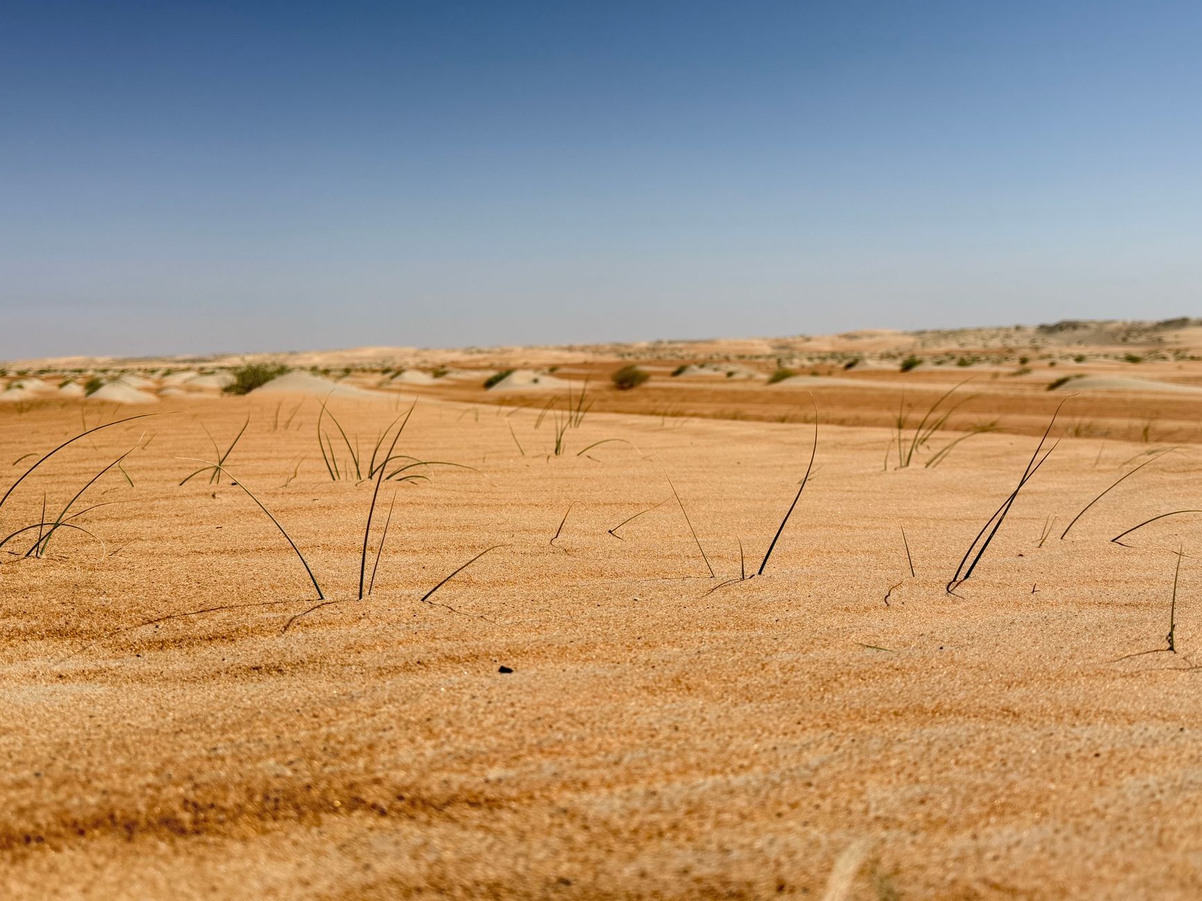 Liwa Festival 2027: A Cultural Extravaganza in Al Dhafra
