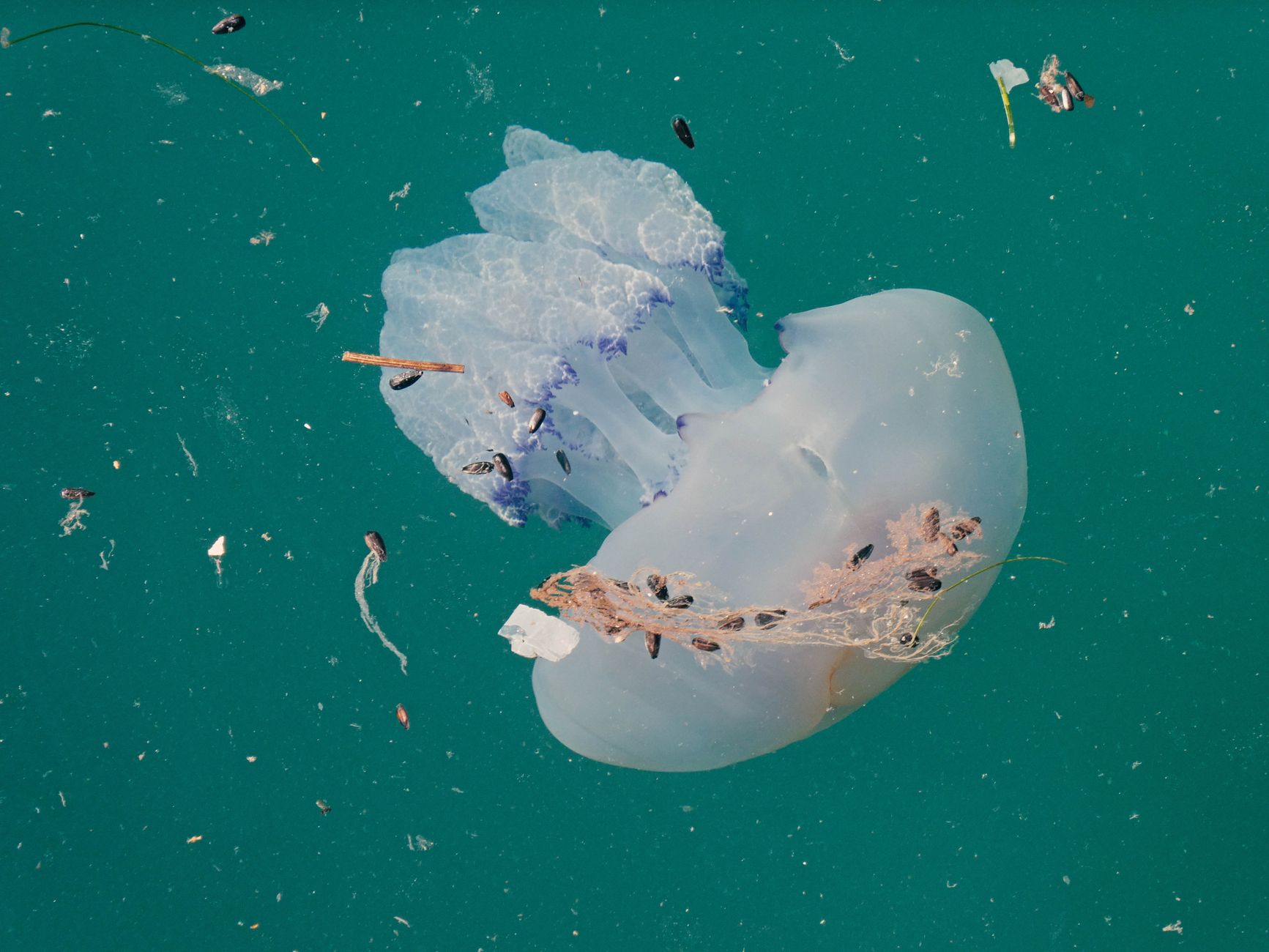 This Week's Environmental Triumphs: A Glimmer of Hope