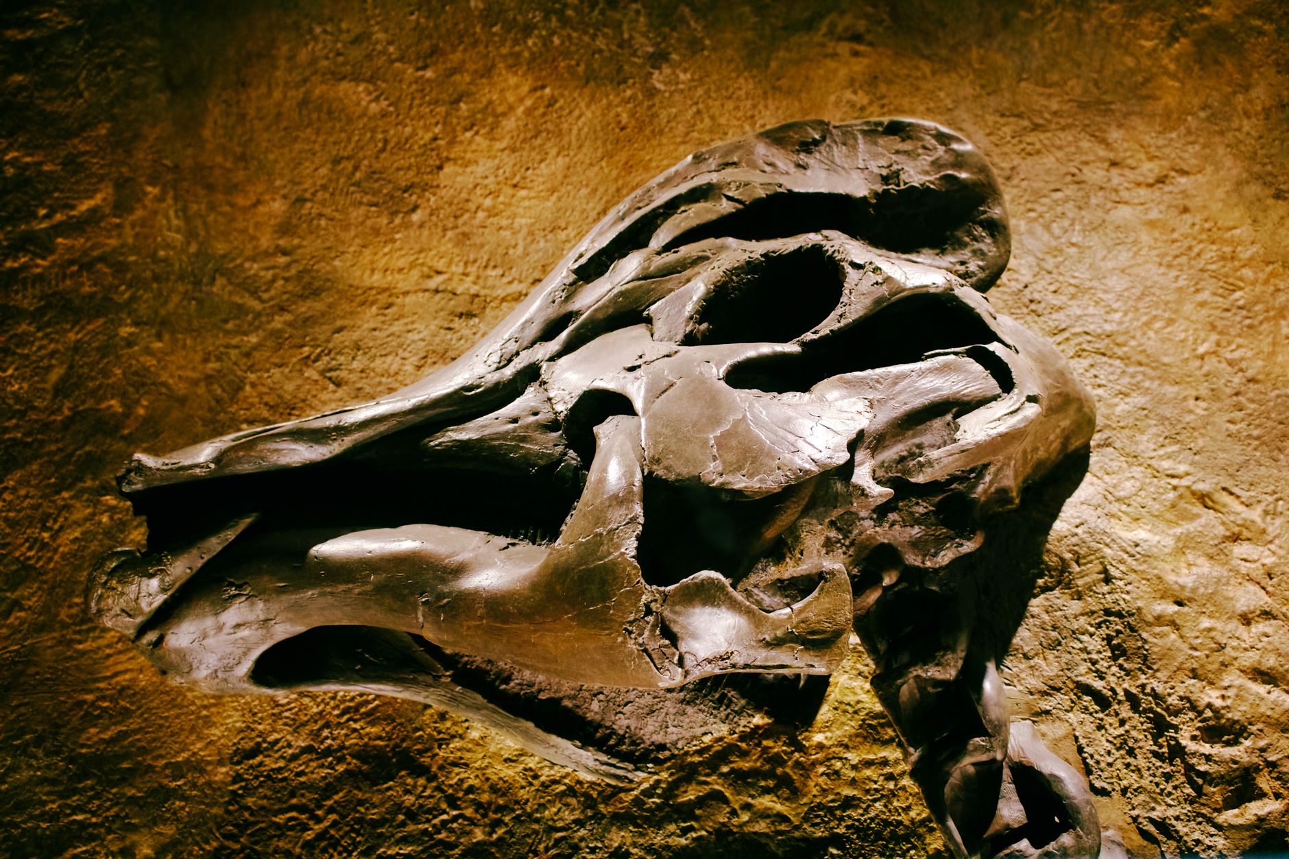 Zimbabwe's Jurassic Treasure: New Dinosaur Species Unearthed