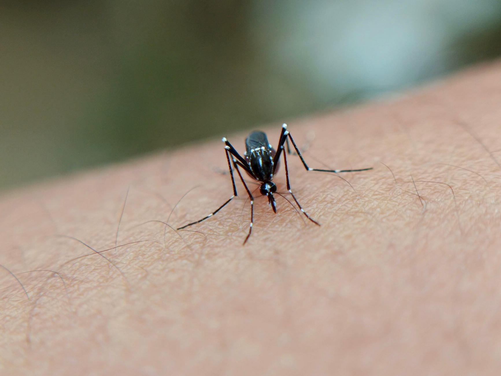 Mosquito Magnetism: The Science Behind Why Some of Us Are Bitten More