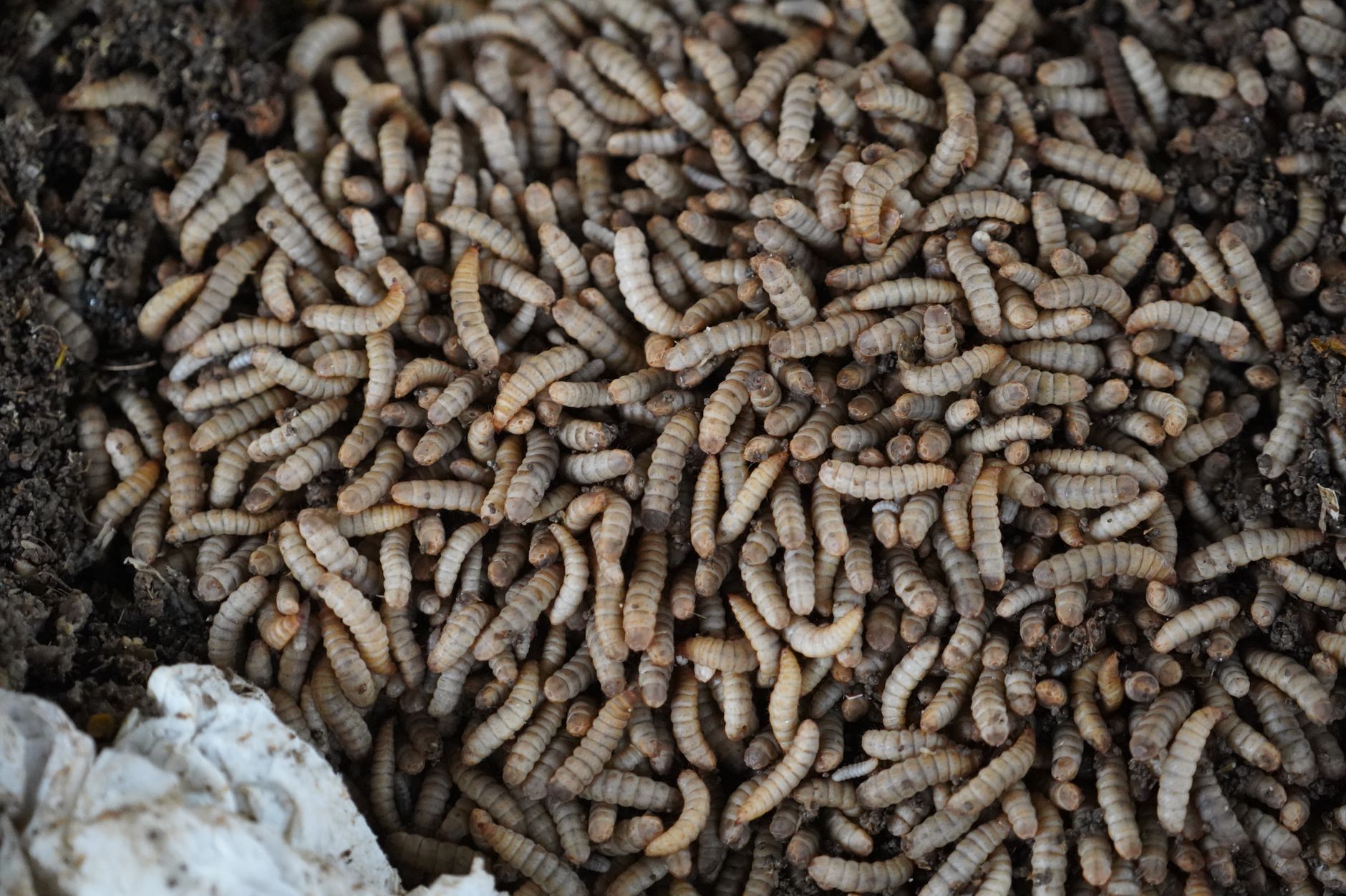 Global Experiment: Citizen Scientists Bury Underpants for Soil Health
