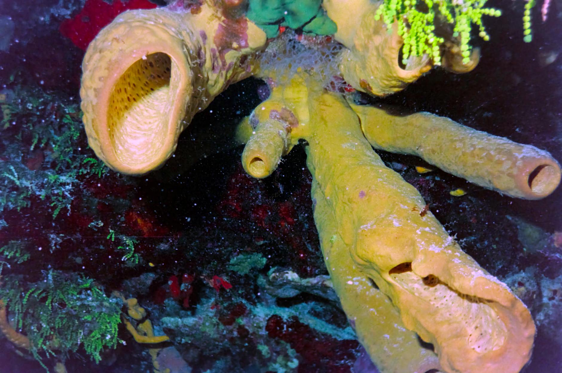 The Vital Role of Deep-Sea Sponges in Carbon Cycling