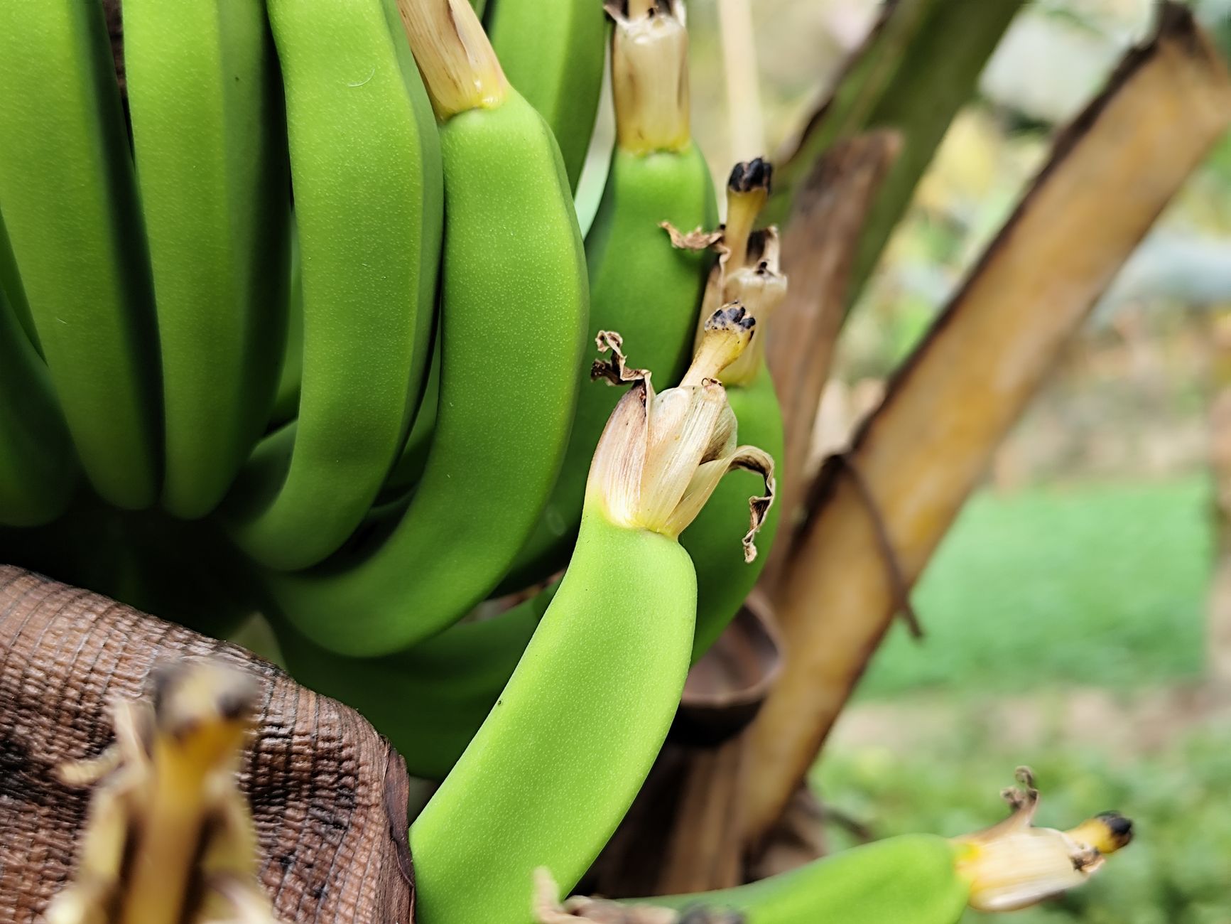 Scientists Decipher Banana's Ancestral Code