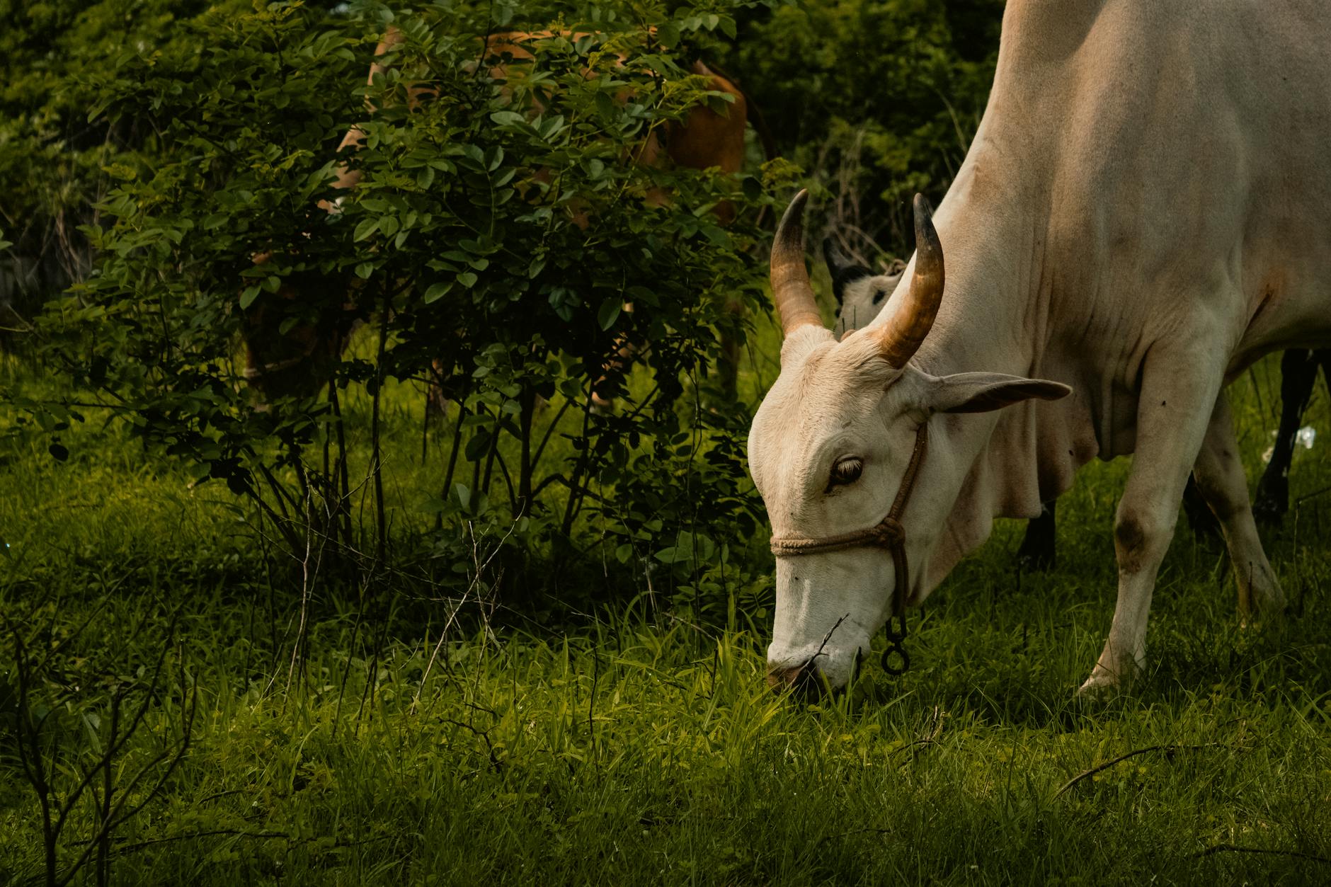 India Leads Dialogue on Livestock Tech at BRICS 2026