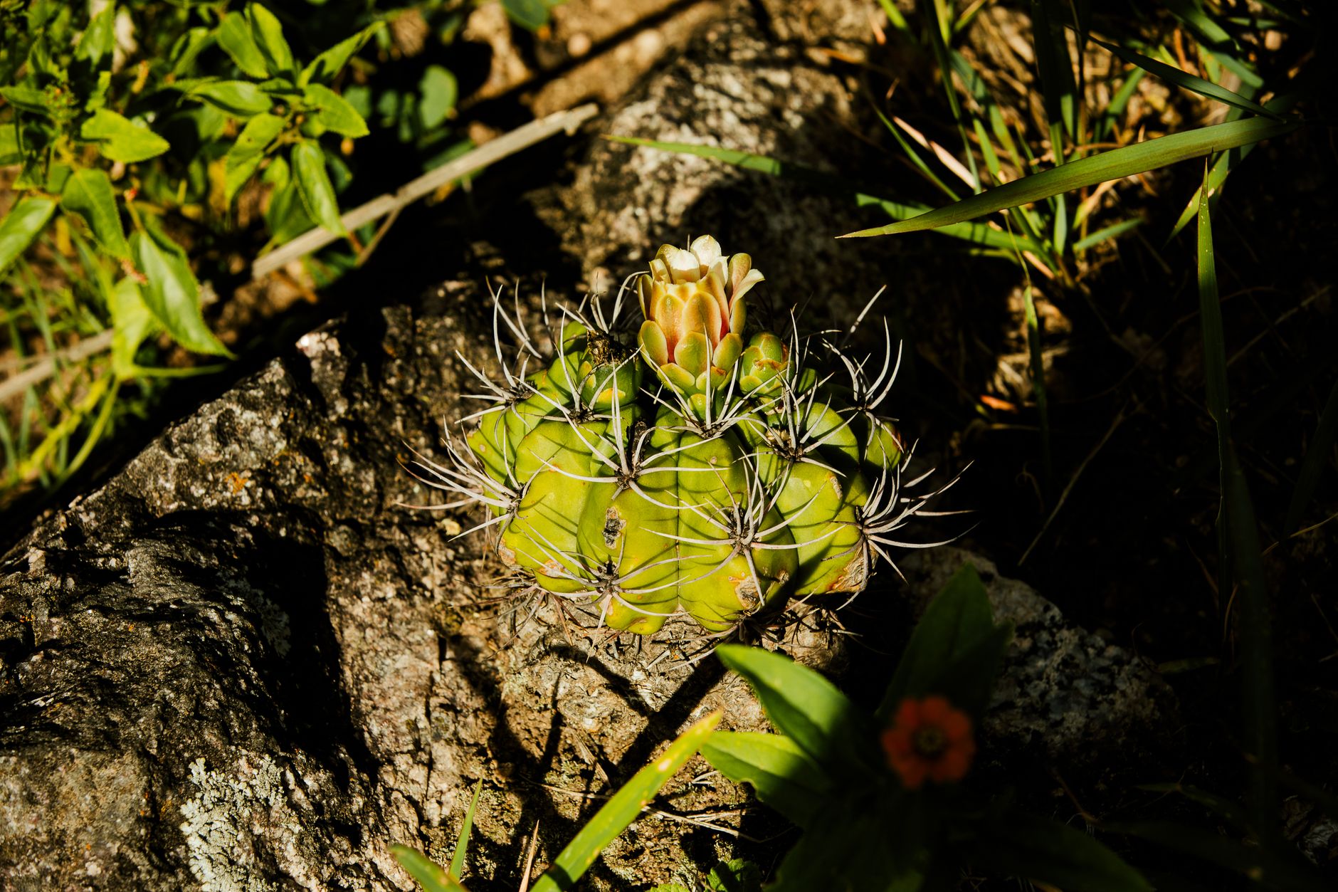Scientists Urge Action as Earth's Flowering Plants Face Extinction