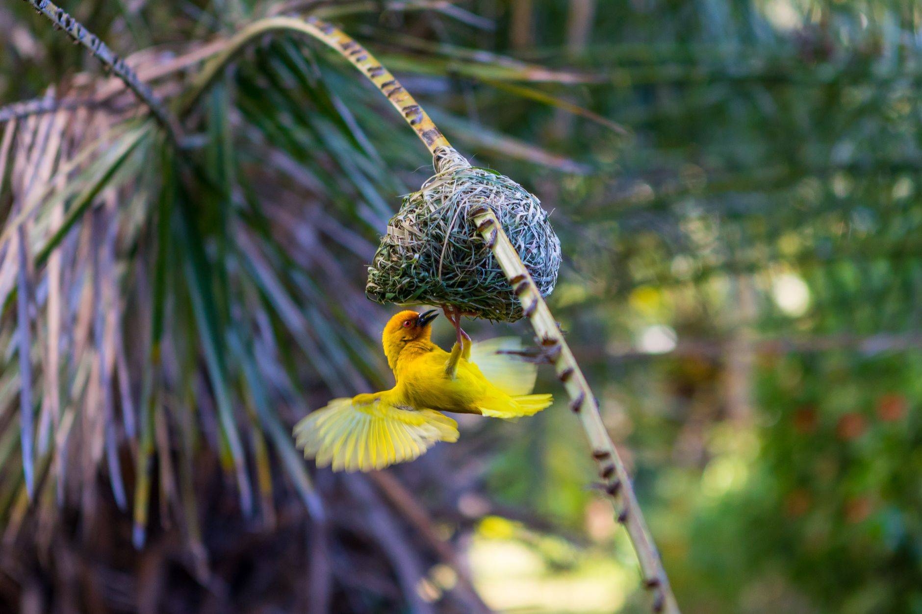 Why Birds React Uniquely to Environmental Shifts