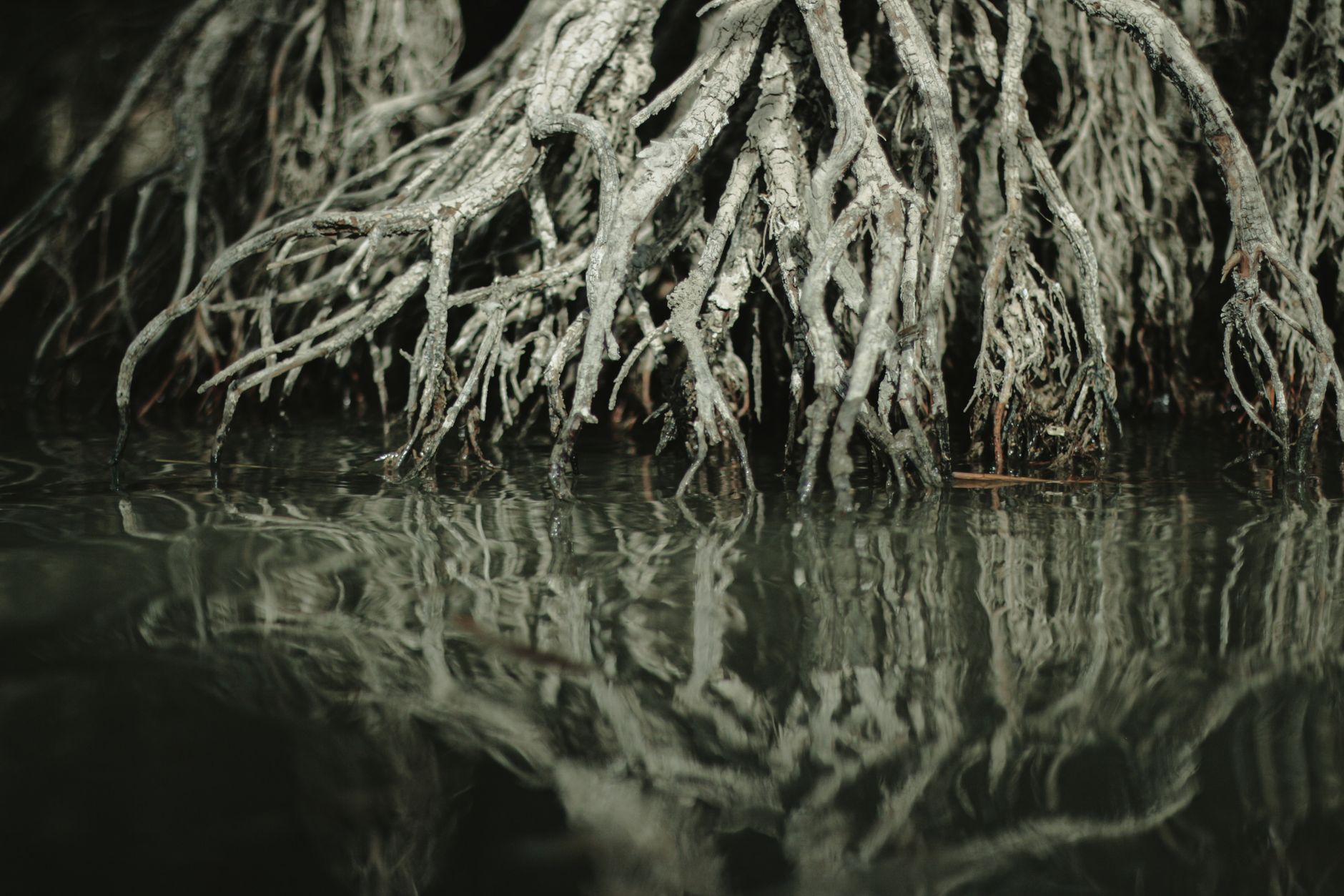 Mangrove Forests Show Signs of Recovery, Boosting Coastal Resilience