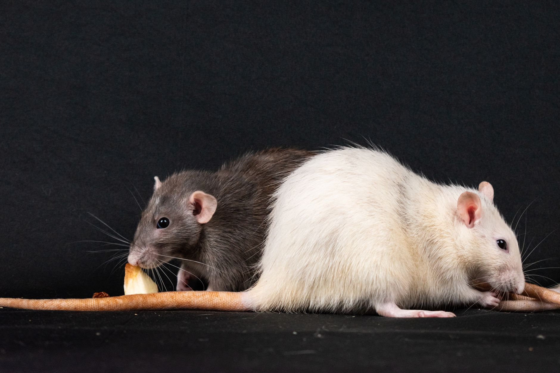 Alberta's Rat-Free Illusion Shattered by Rodent Discovery