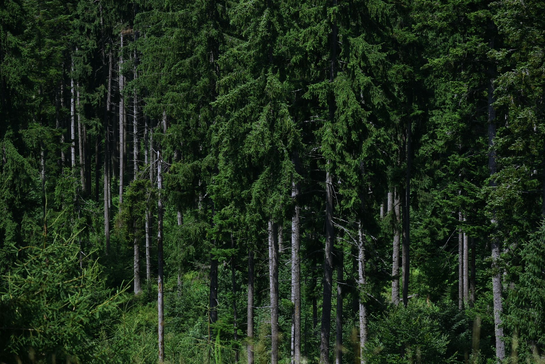 Pennsylvania's Environmental Challenges: A Sunday Snapshot