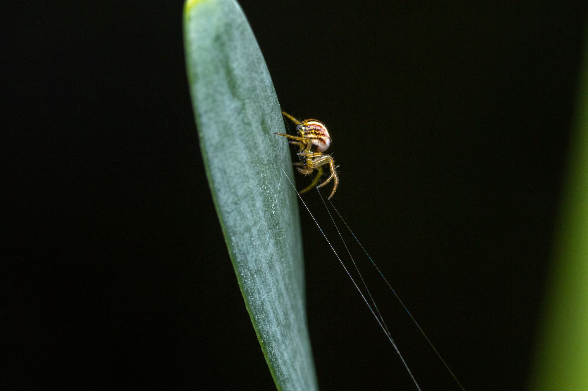 Remarkable Creatures Unveiled in Angola's Biodiversity Haven